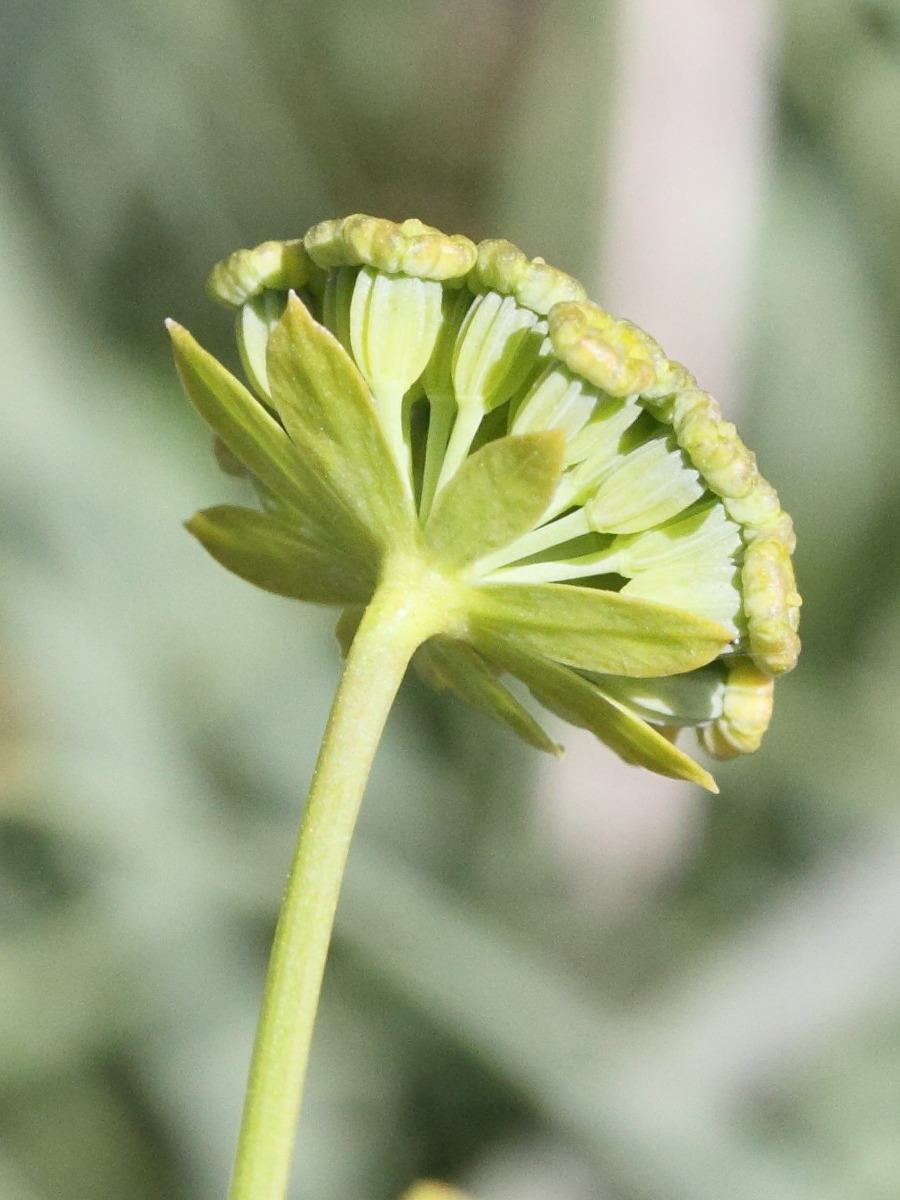 bupleurum_petraeum2md