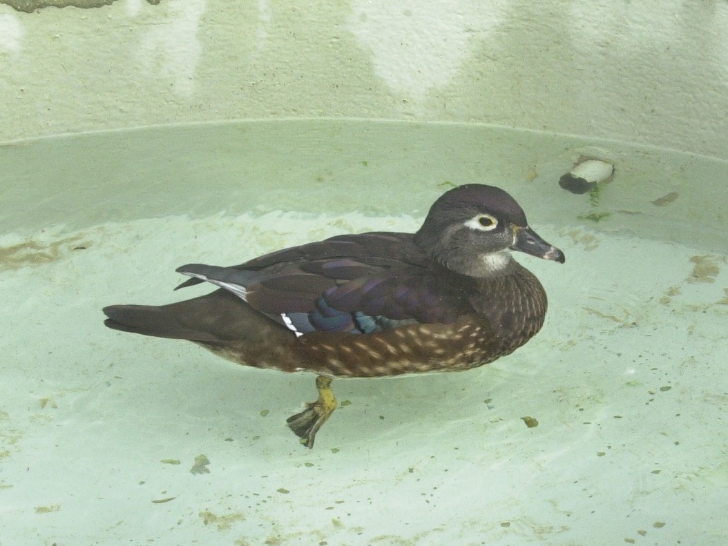 canard_carolin_-_aix_sponsa3bd