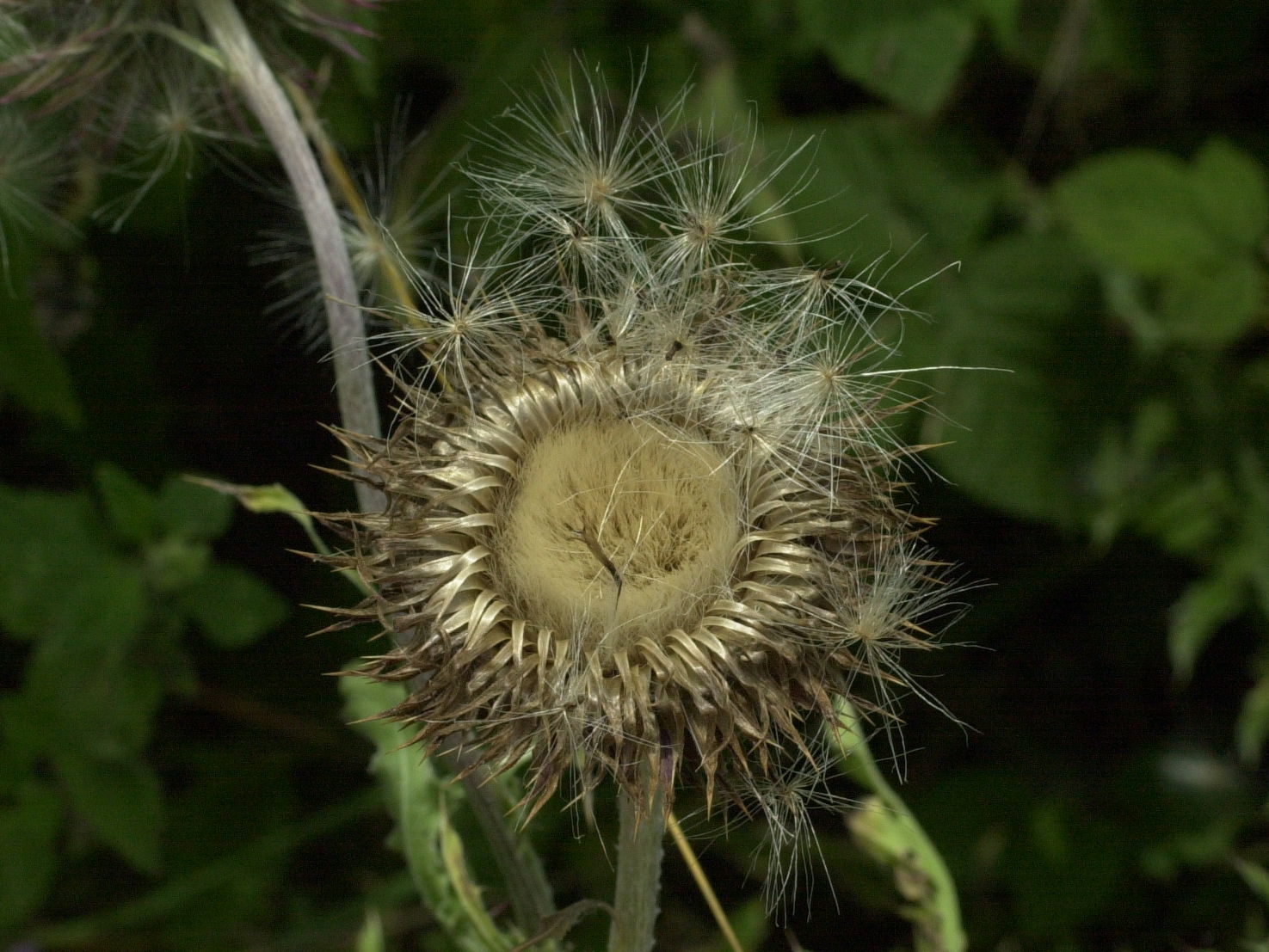 carduus_nutans5md