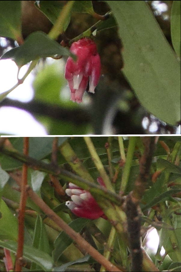 Afficher le média cavendishia_bracteata2md cavendishia_bracteata2md