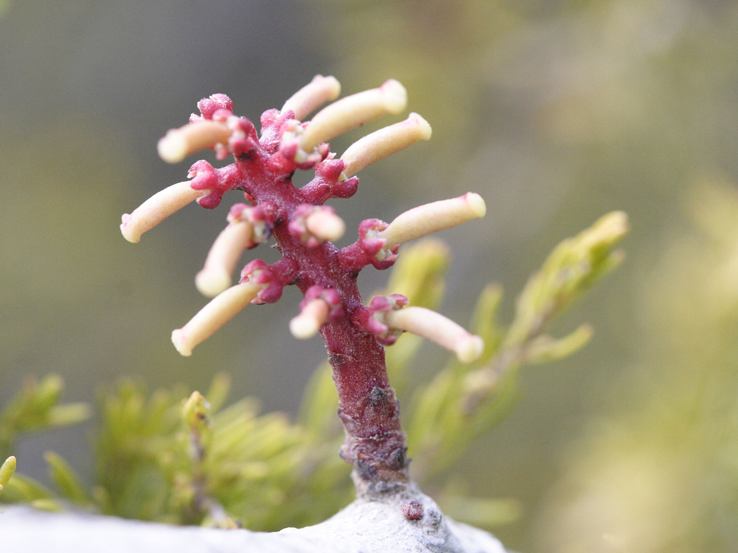 ceratonia_siliqua6md