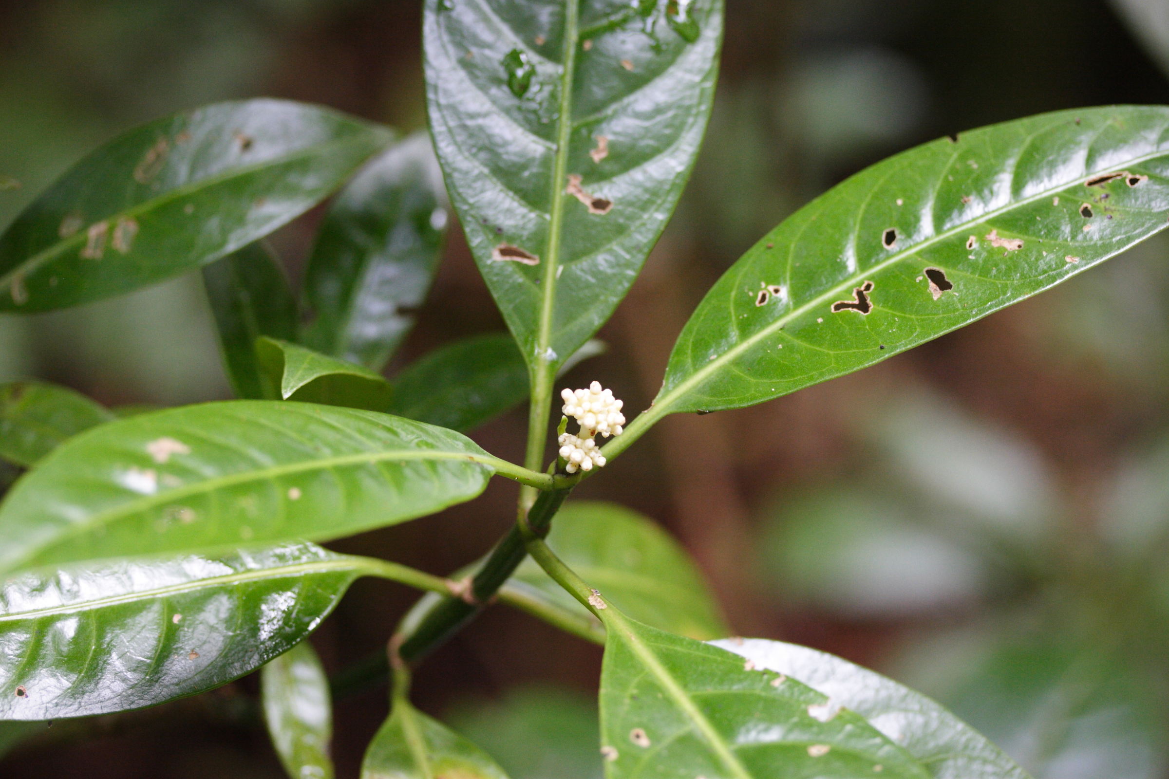 chassalia_corallioides1md