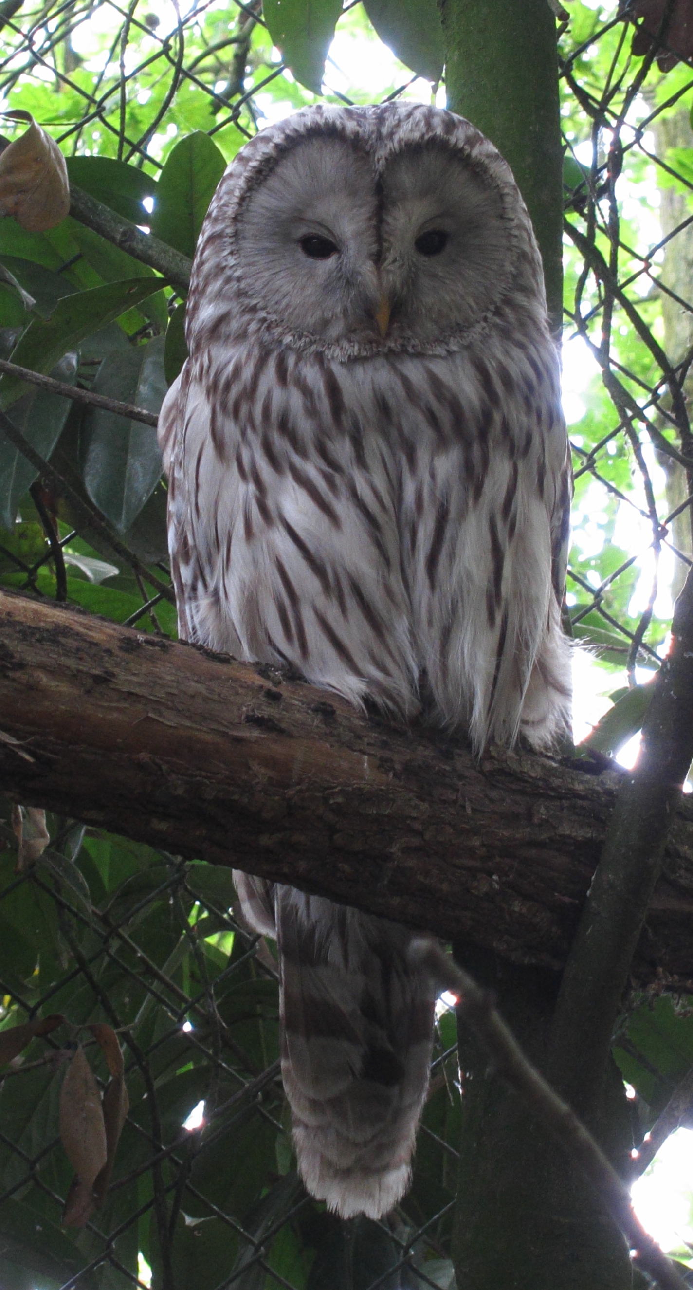 chouette_de_l-oural_-_strix_uralensis1bd