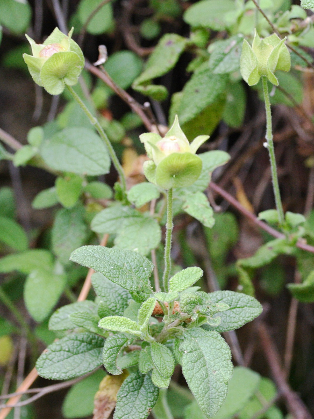 Afficher le média cistus_salviifolius6md cistus_salviifolius6md