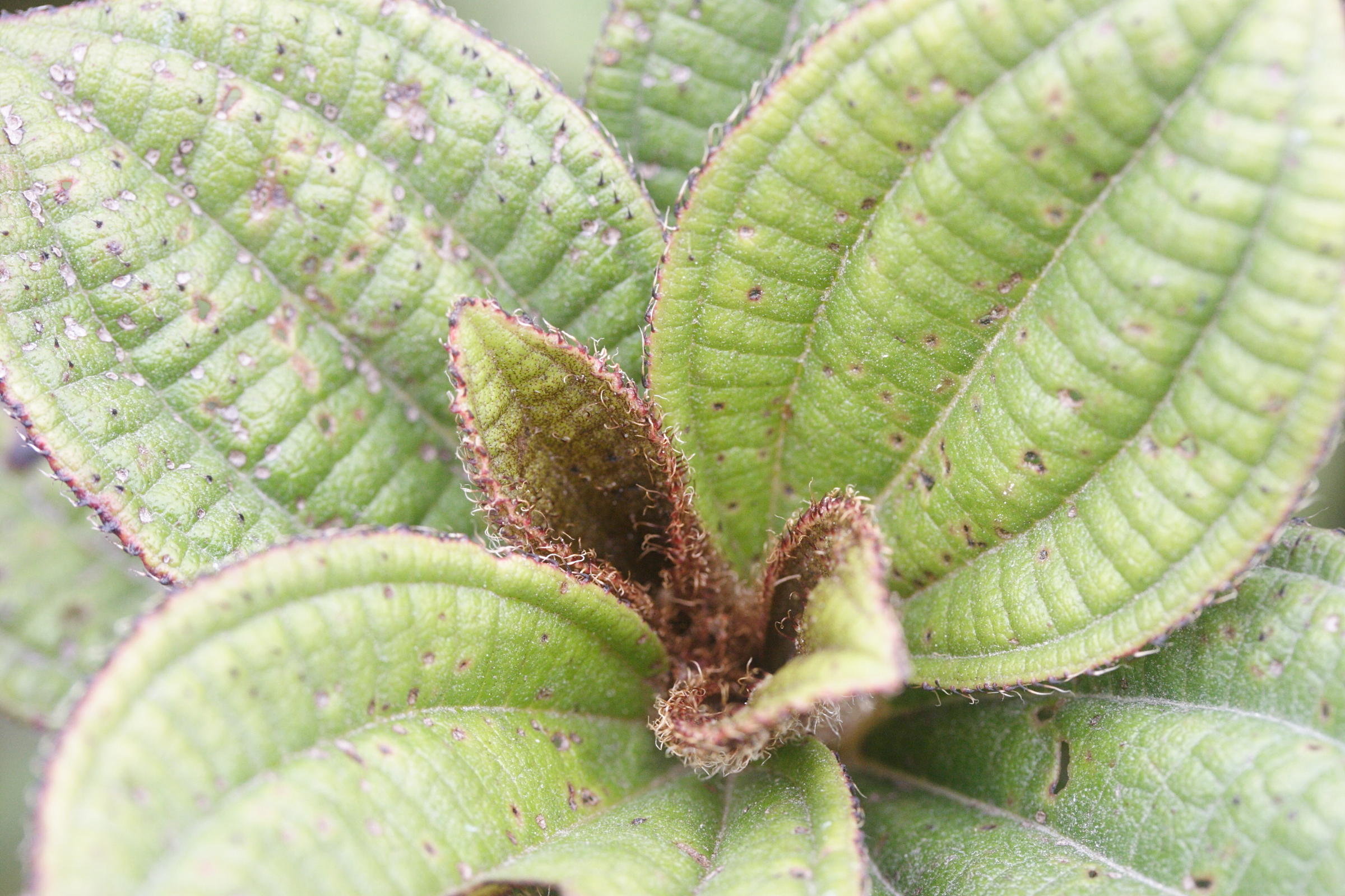 clidemia_latifolia1md