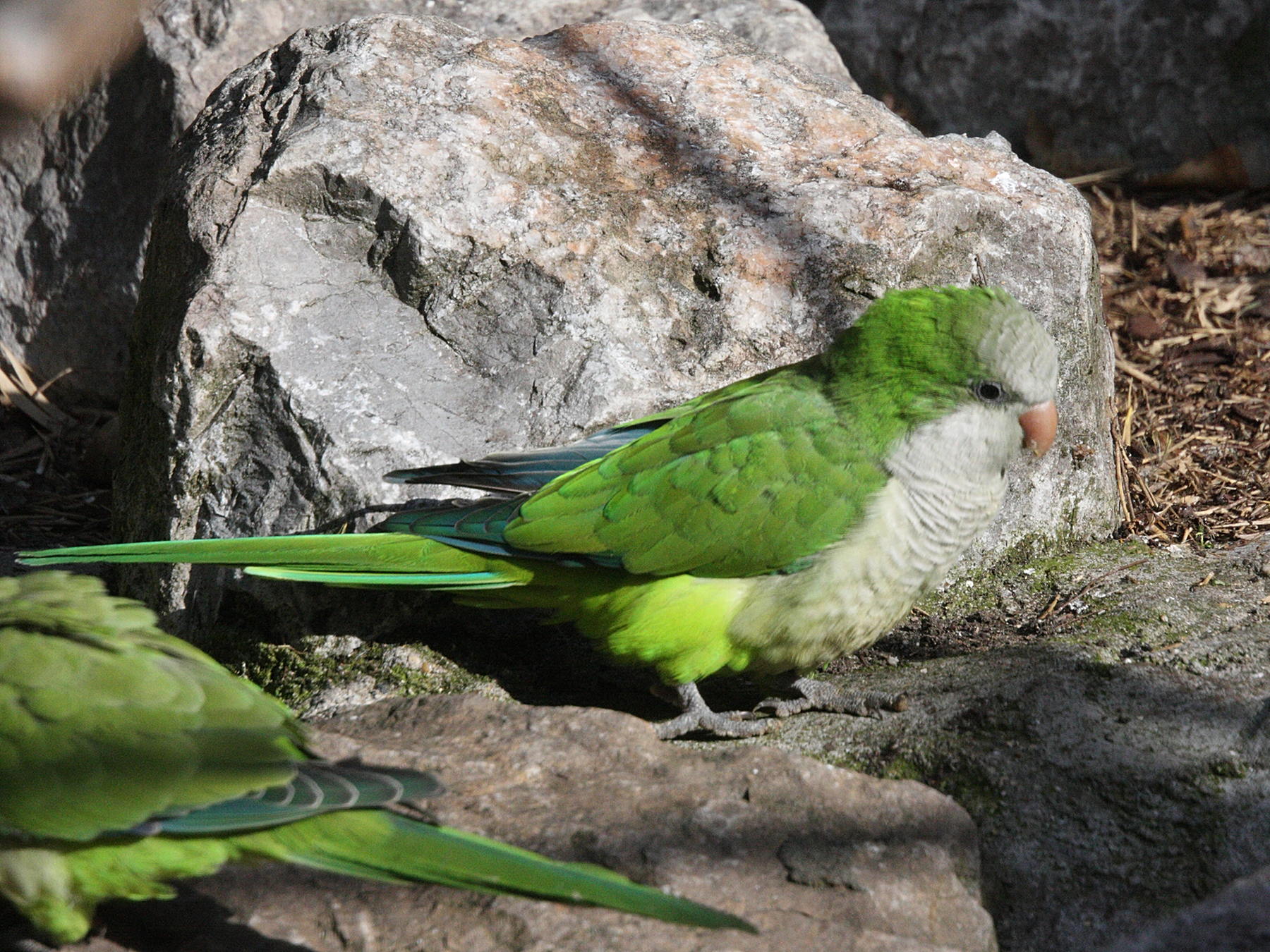 conure_veuve_-_myiopsitta_monachus3md