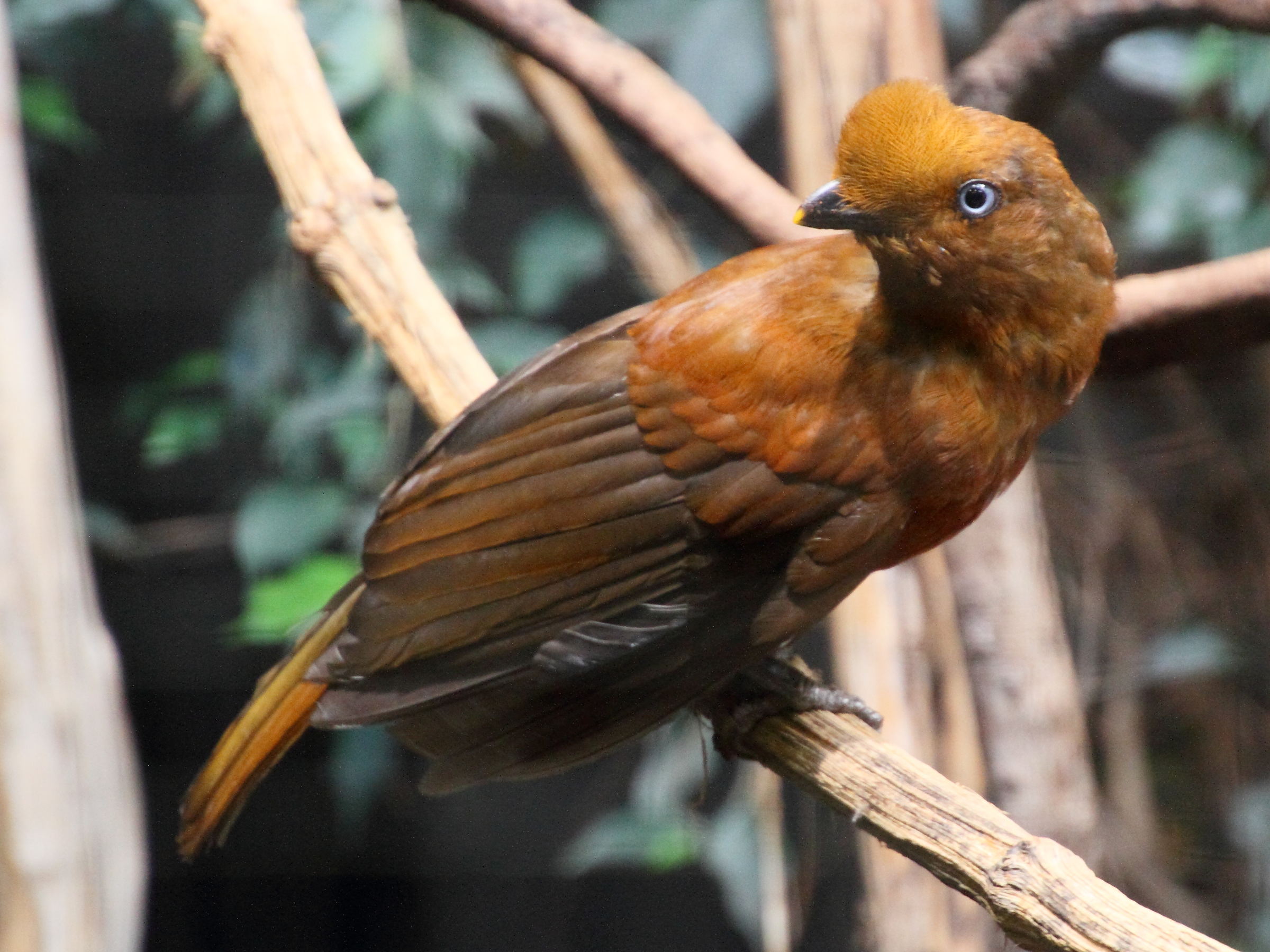 coq_de_roche_peruvien_-_rupicola_peruvianus2md