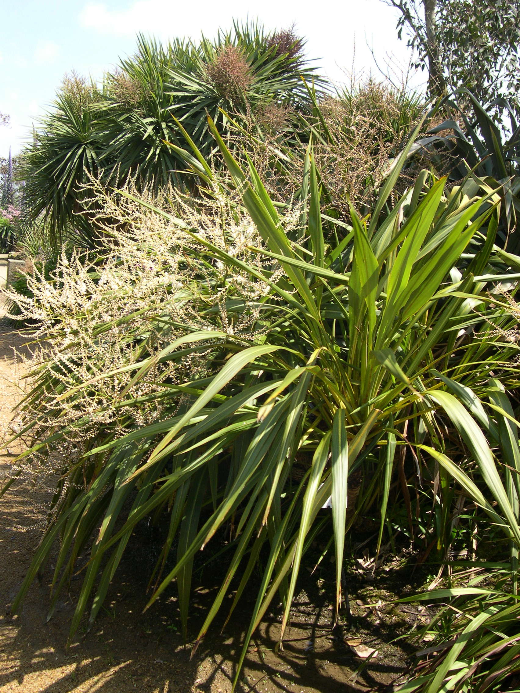 cordyline_banksii1md