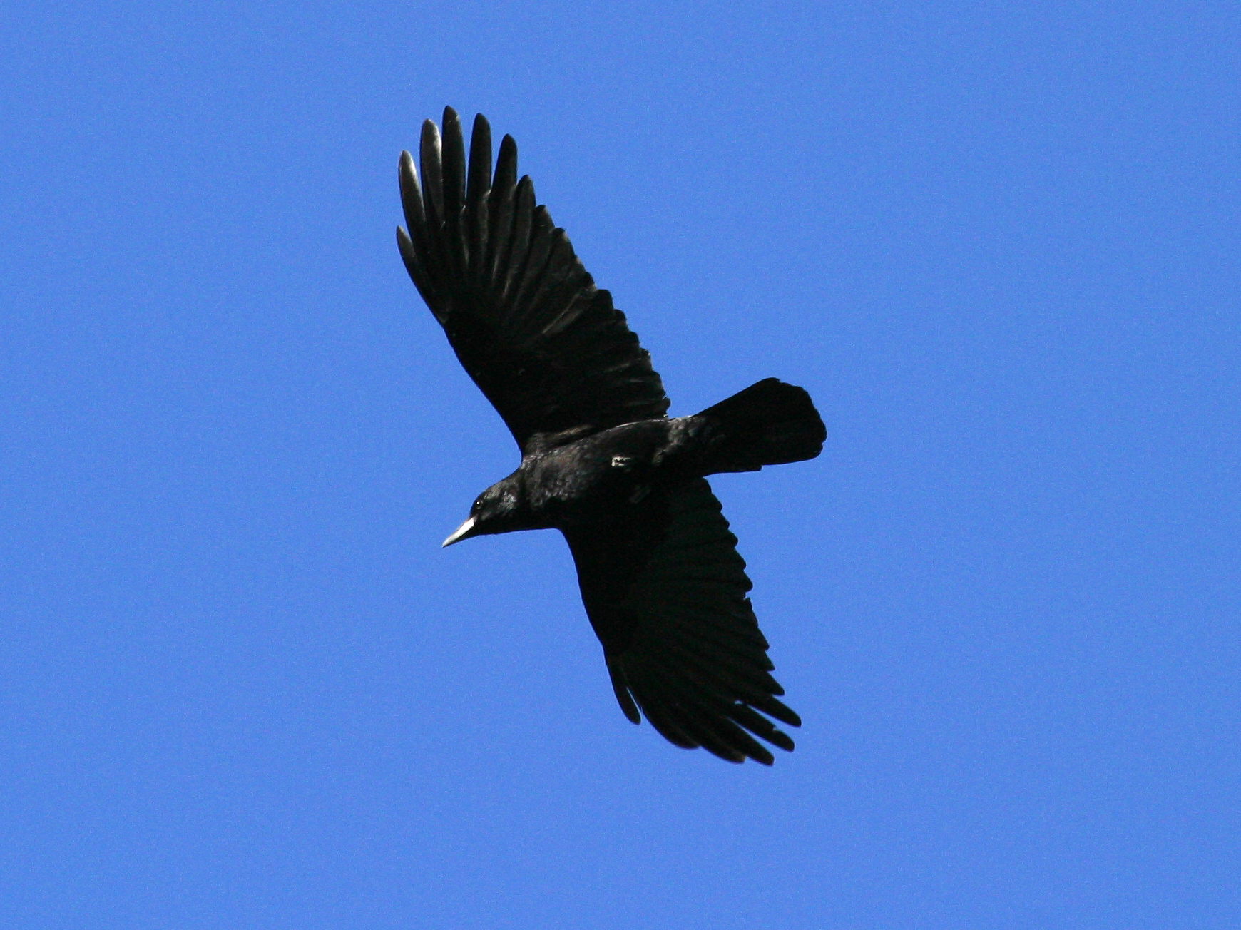 corneille_noire_-_corvus_corone3bd