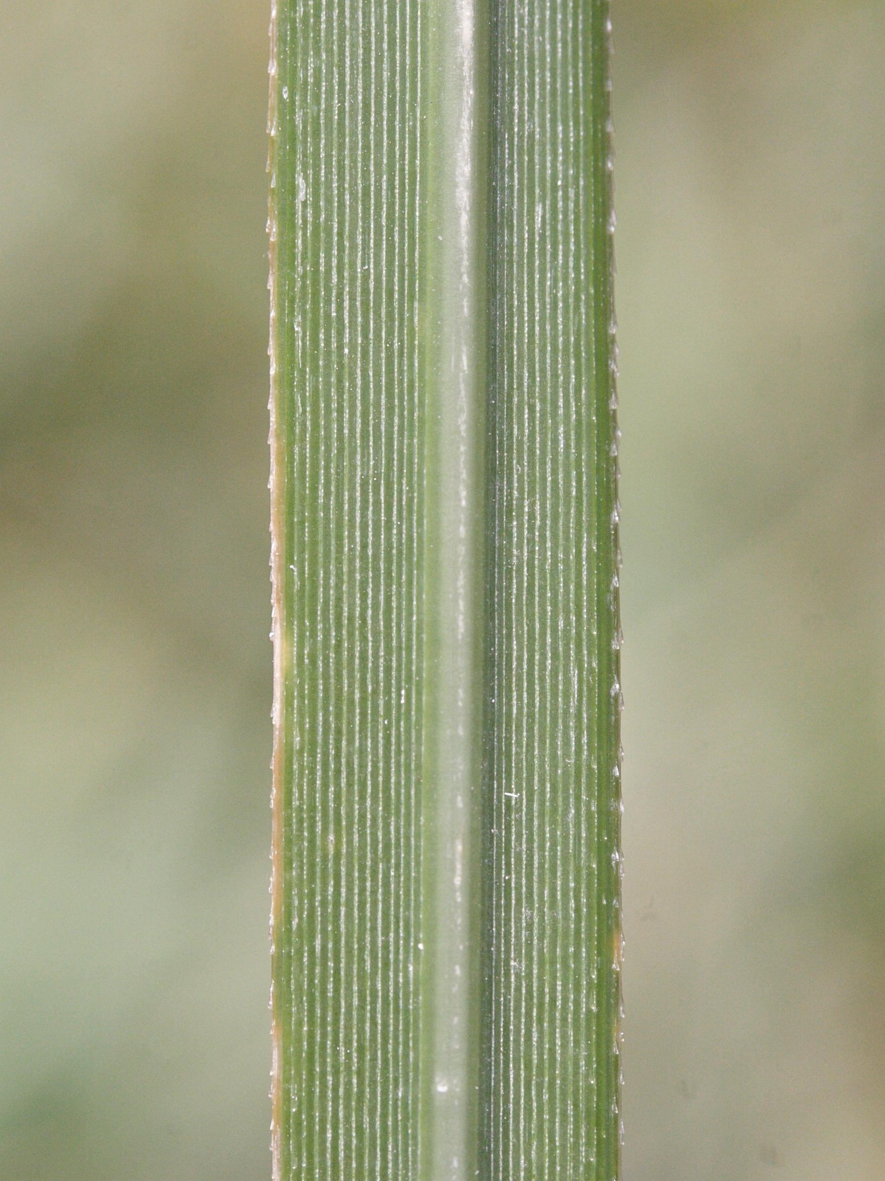 cortaderia_selloana3md