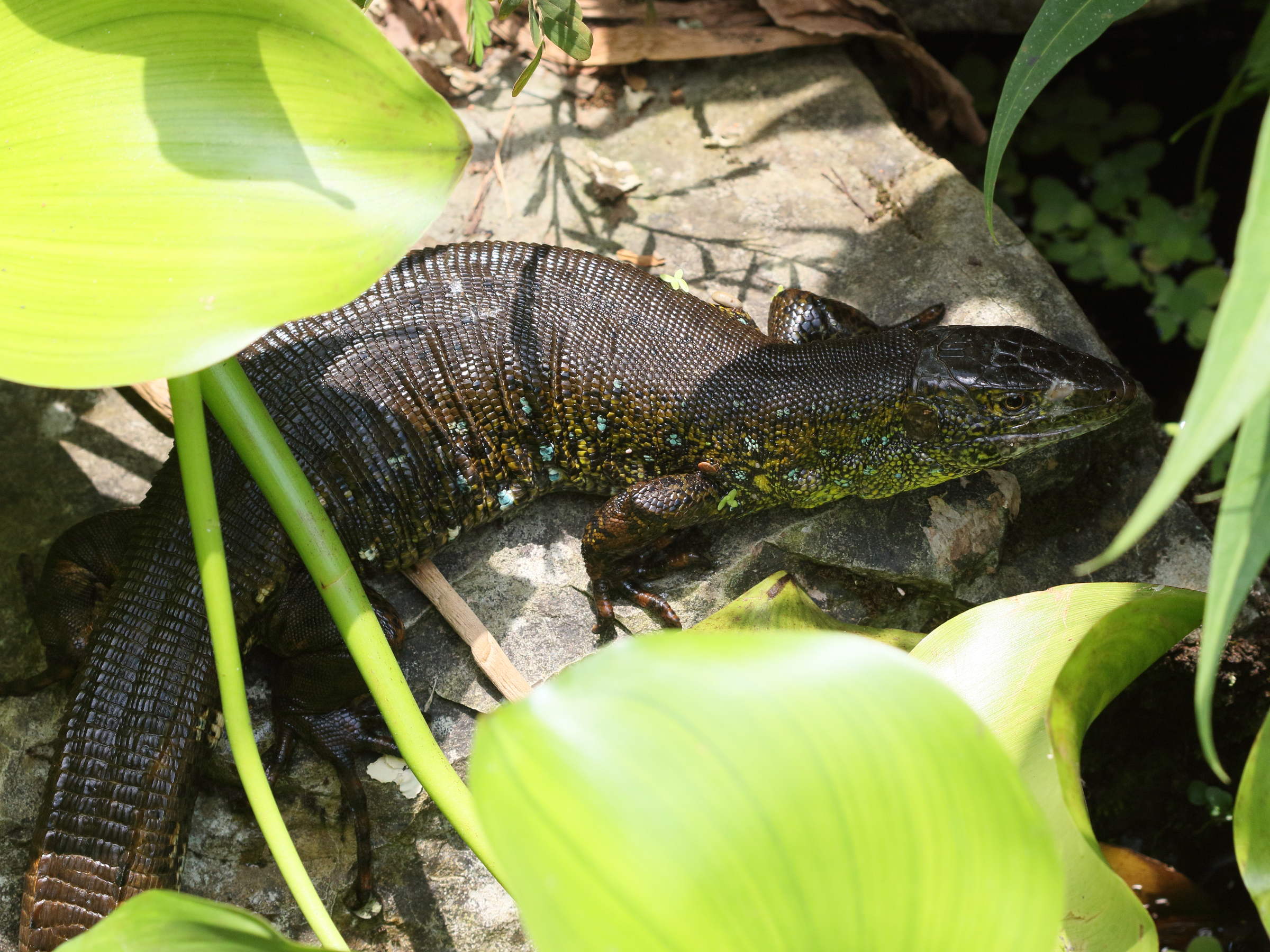 crocodilurus_amazonicus2bd
