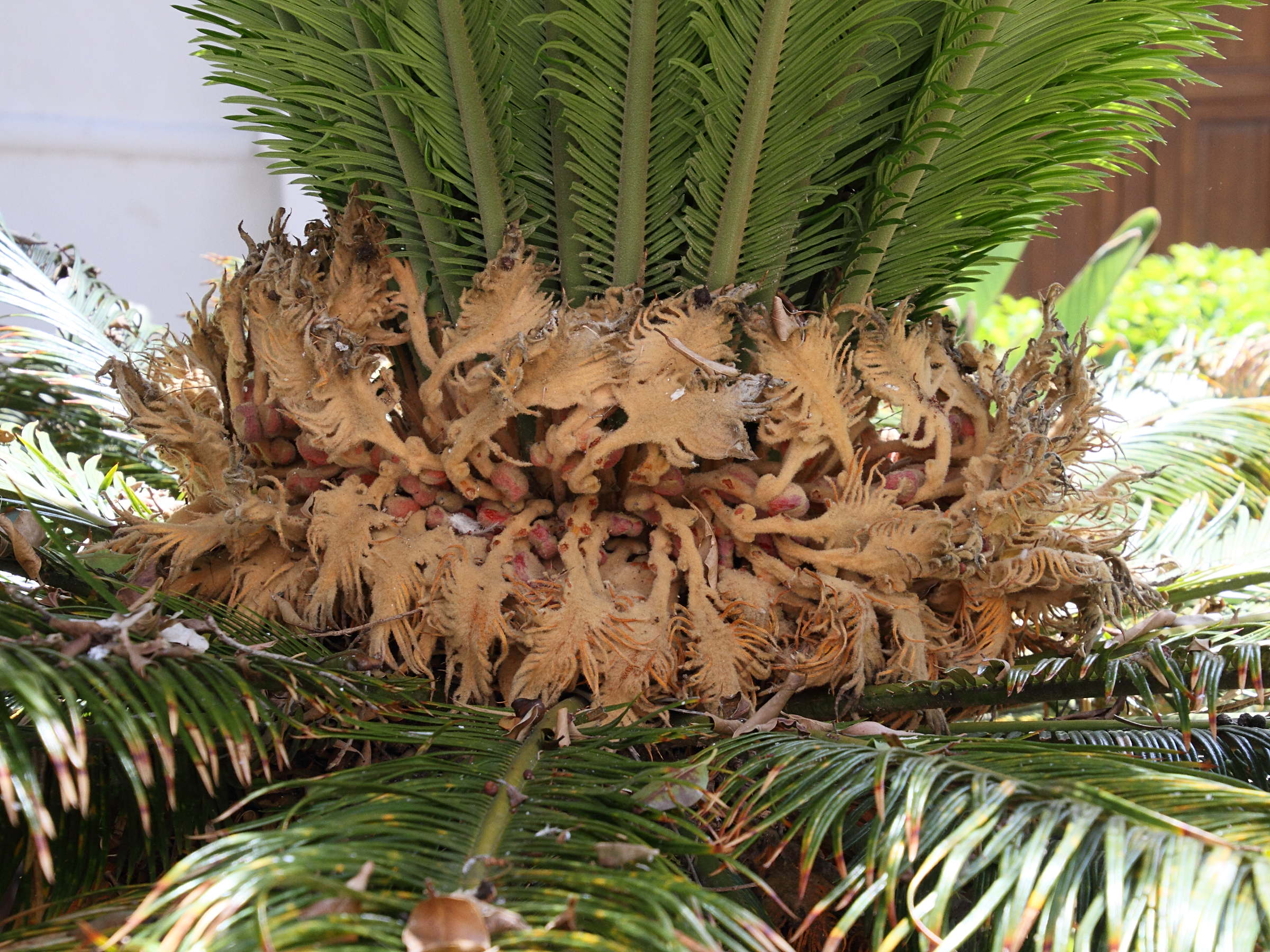 cycas_revoluta8md