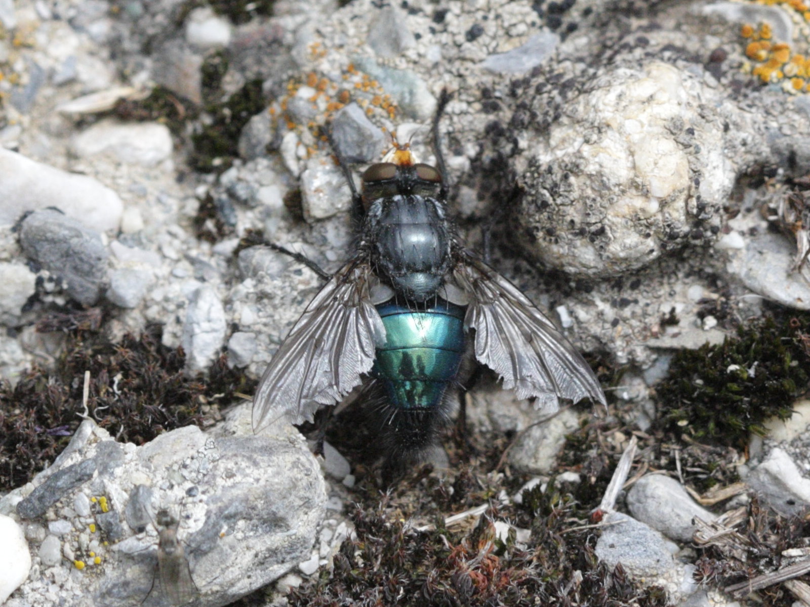 cynomya_mortuorum1bd