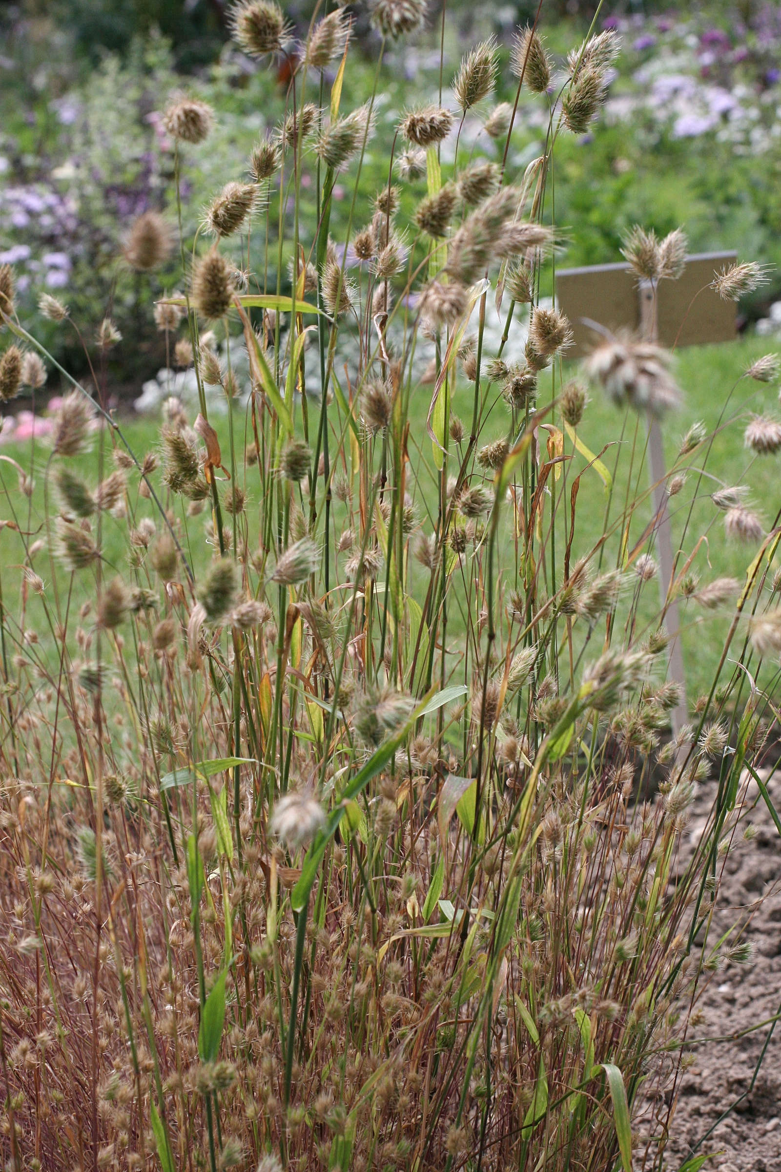 cynosurus_echinatus1md