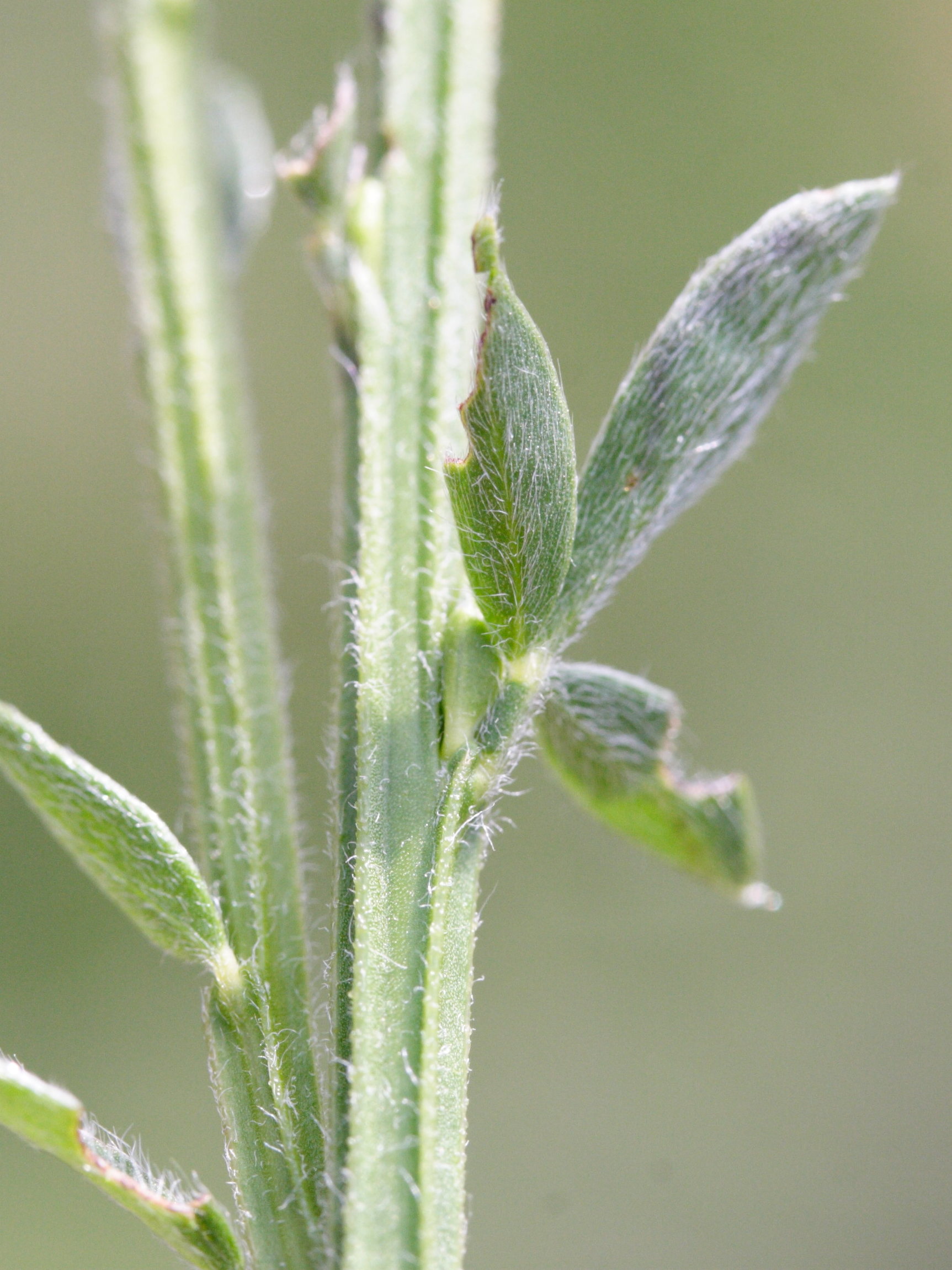 Afficher le média cytisus_scoparius_maritimus5md cytisus_scoparius_maritimus5md