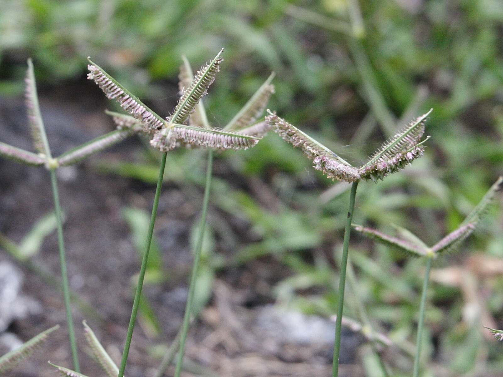 Afficher le média dactyloctenium_aegyptium1md dactyloctenium_aegyptium1md