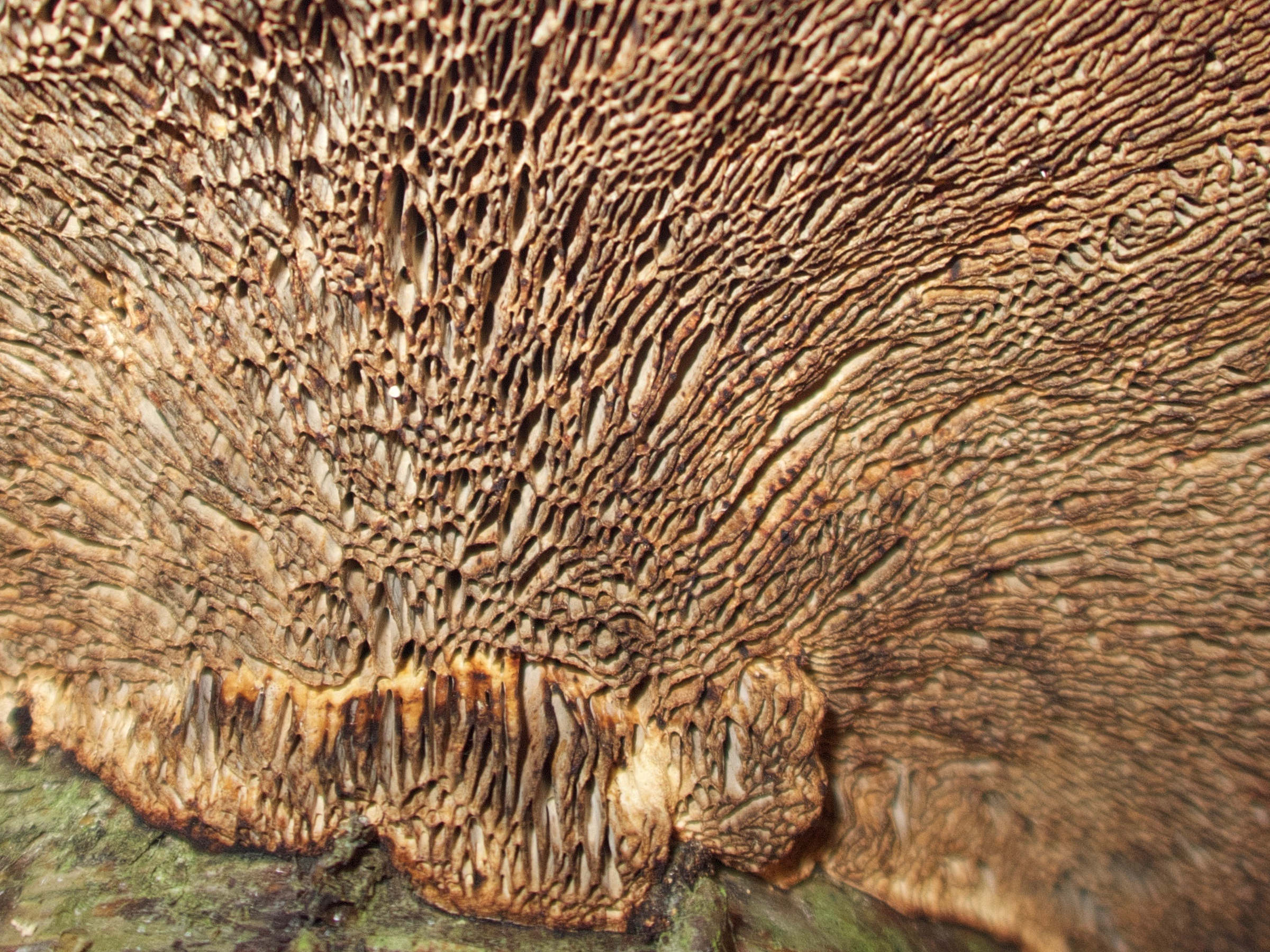 Afficher le média daedaleopsis_confragosa2md daedaleopsis_confragosa2md