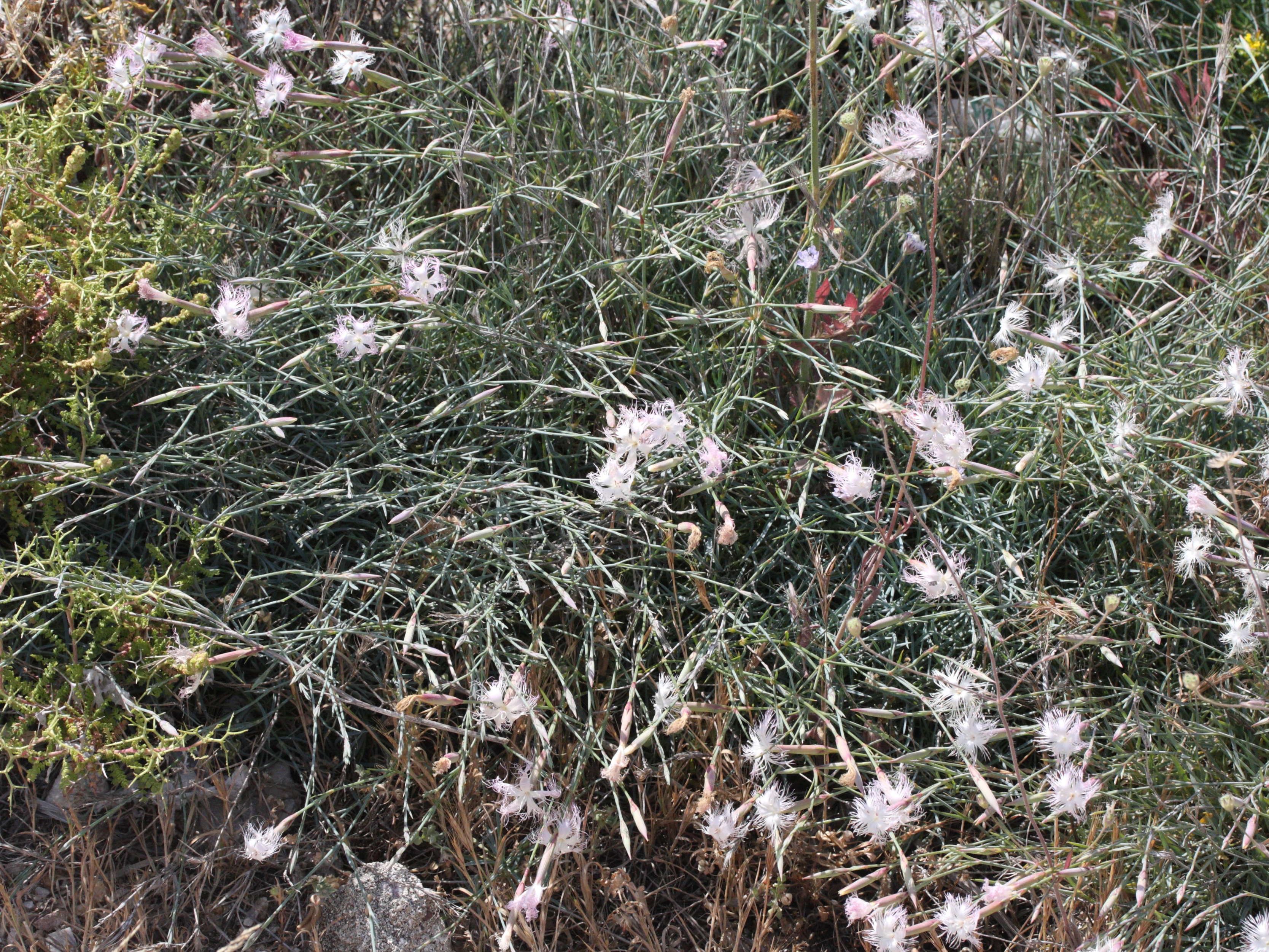 dianthus_crinitus1md
