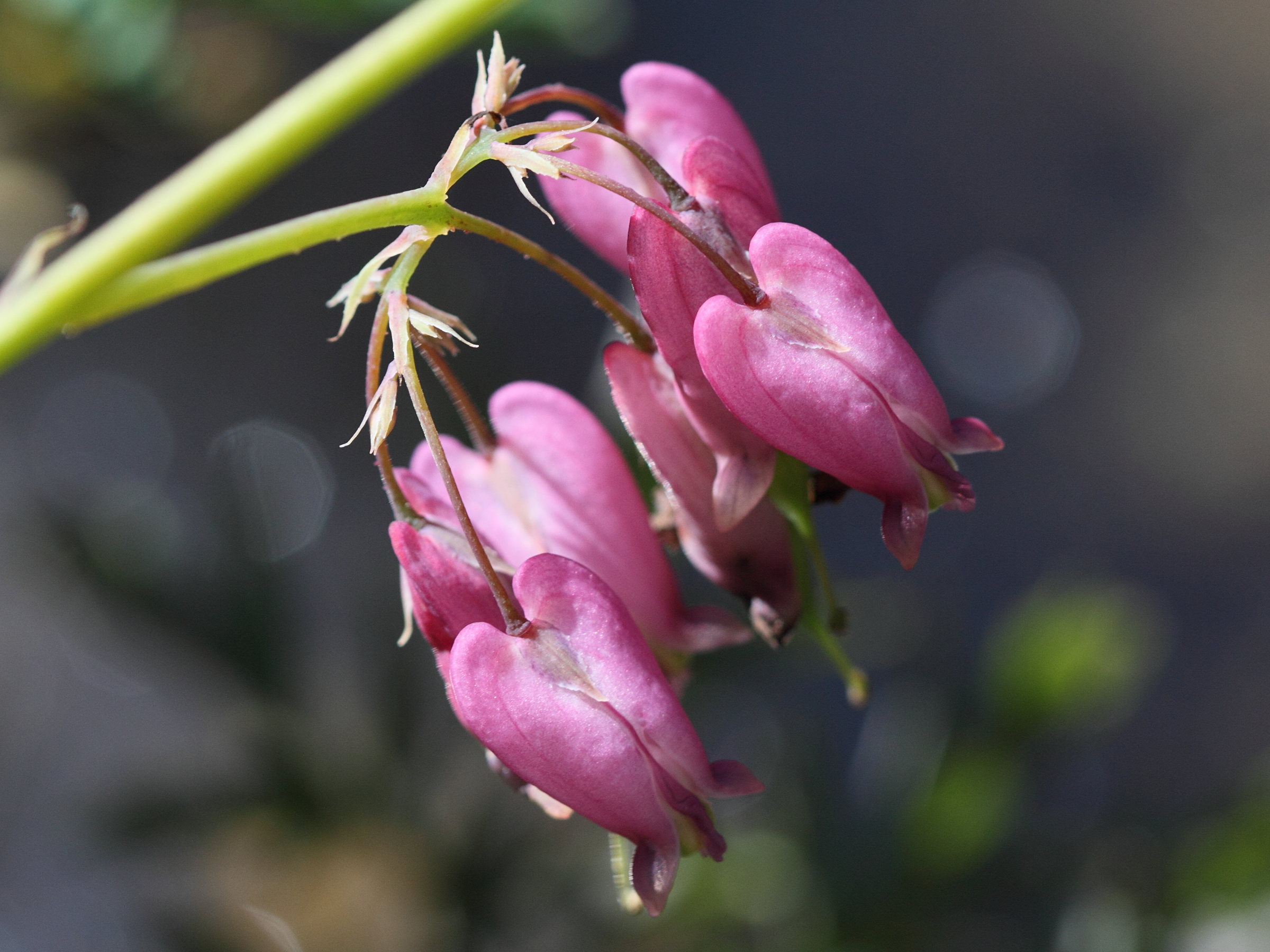 dicentra_formosa2bd