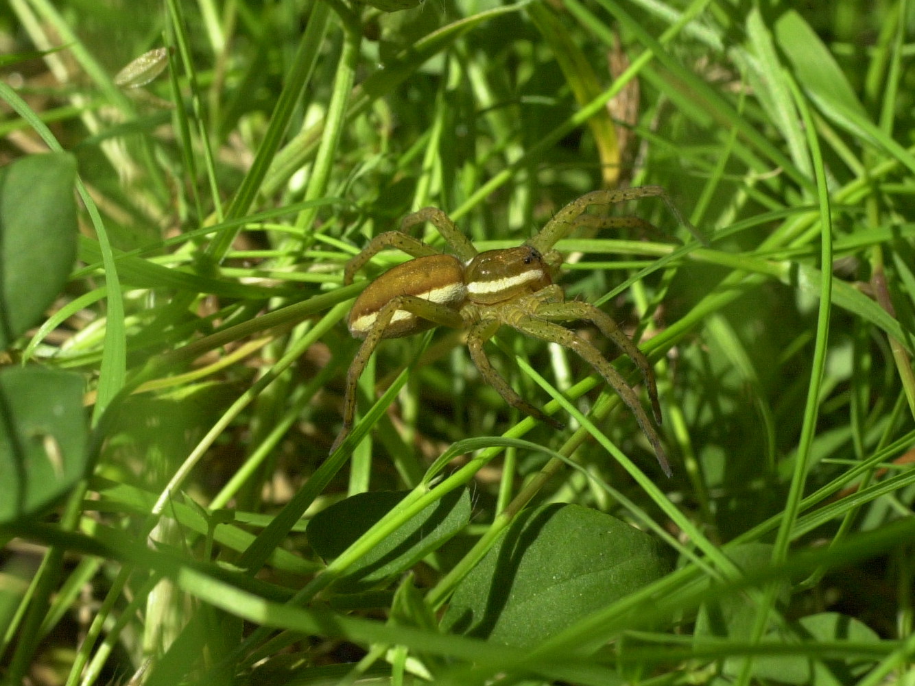 dolomedes_fimbriatus2md