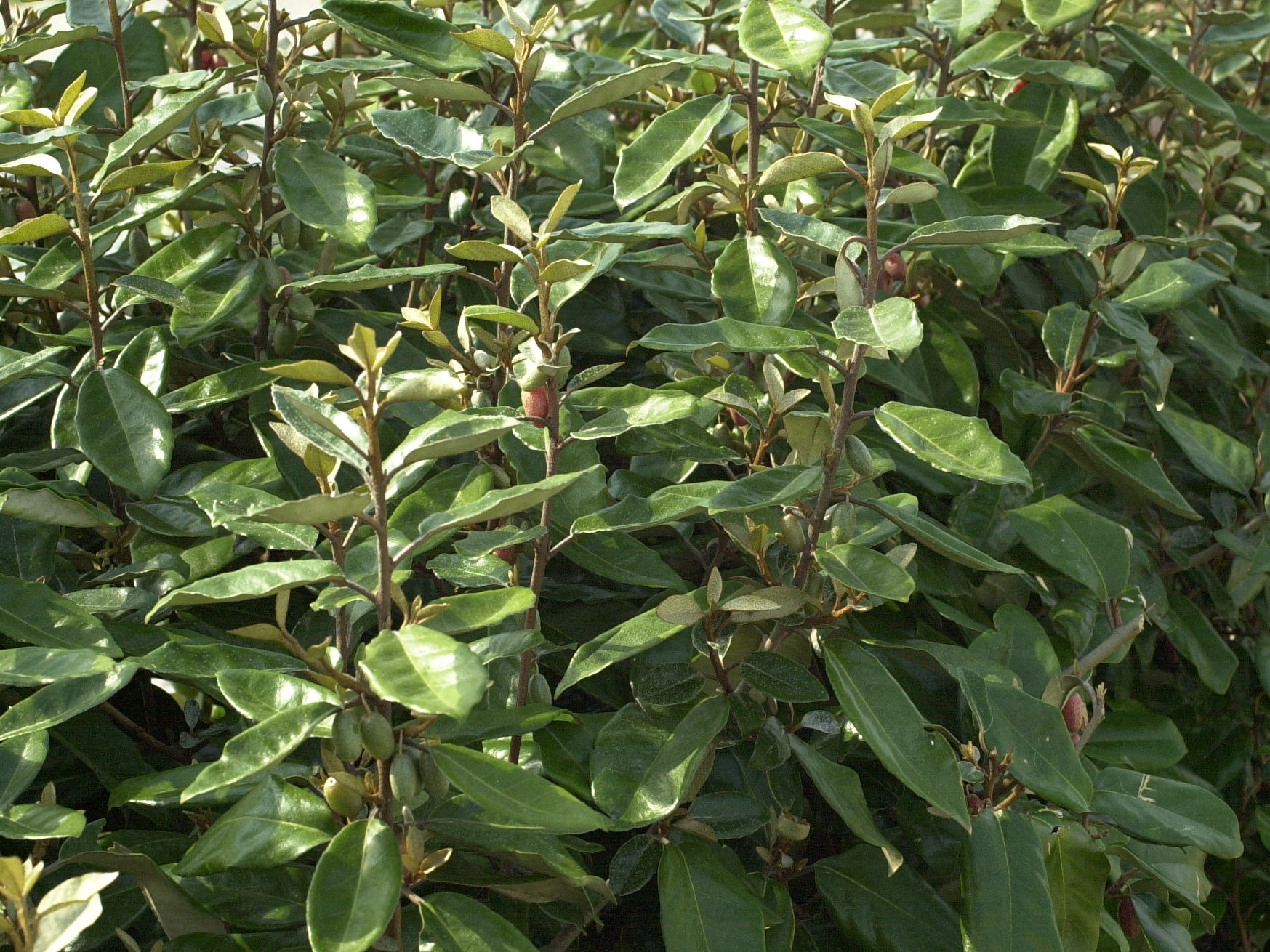 Afficher le média elaeagnus_x_submacrophylla_ebbingei1md elaeagnus_x_submacrophylla_ebbingei1md