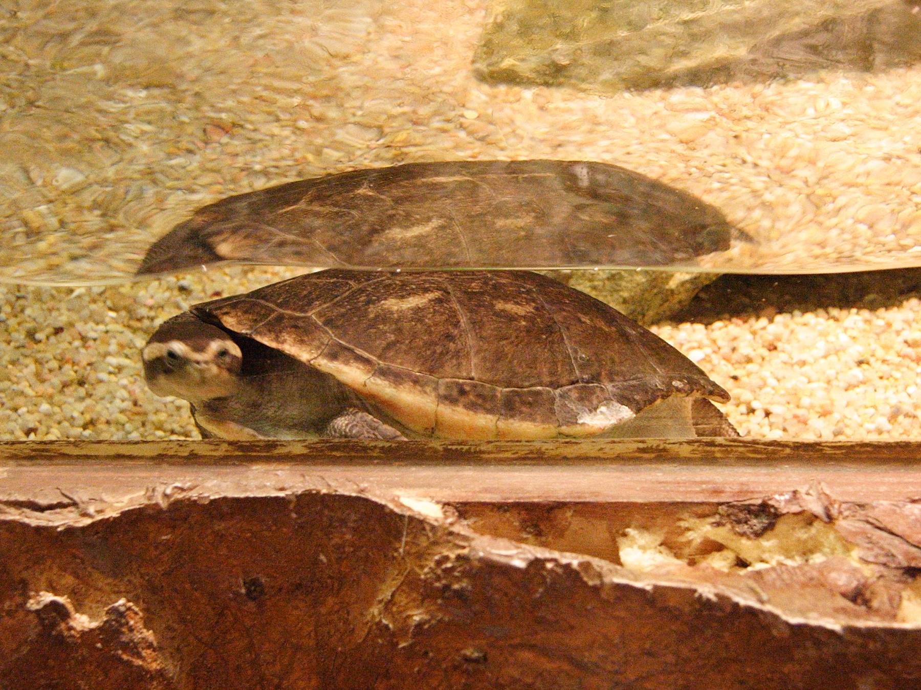 emydura_subglobosa1md