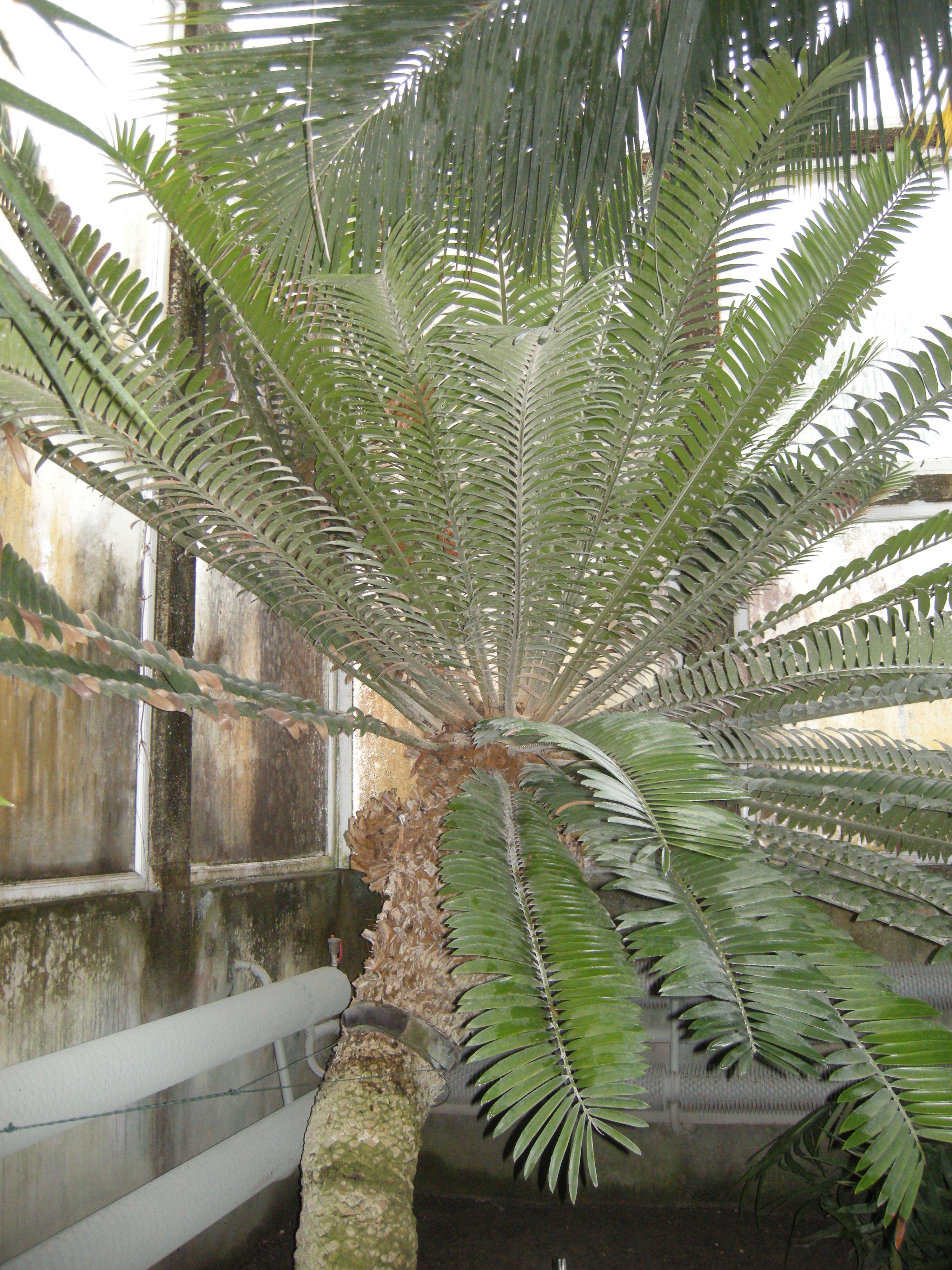 Afficher le média encephalartos_altensteinii3md encephalartos_altensteinii3md