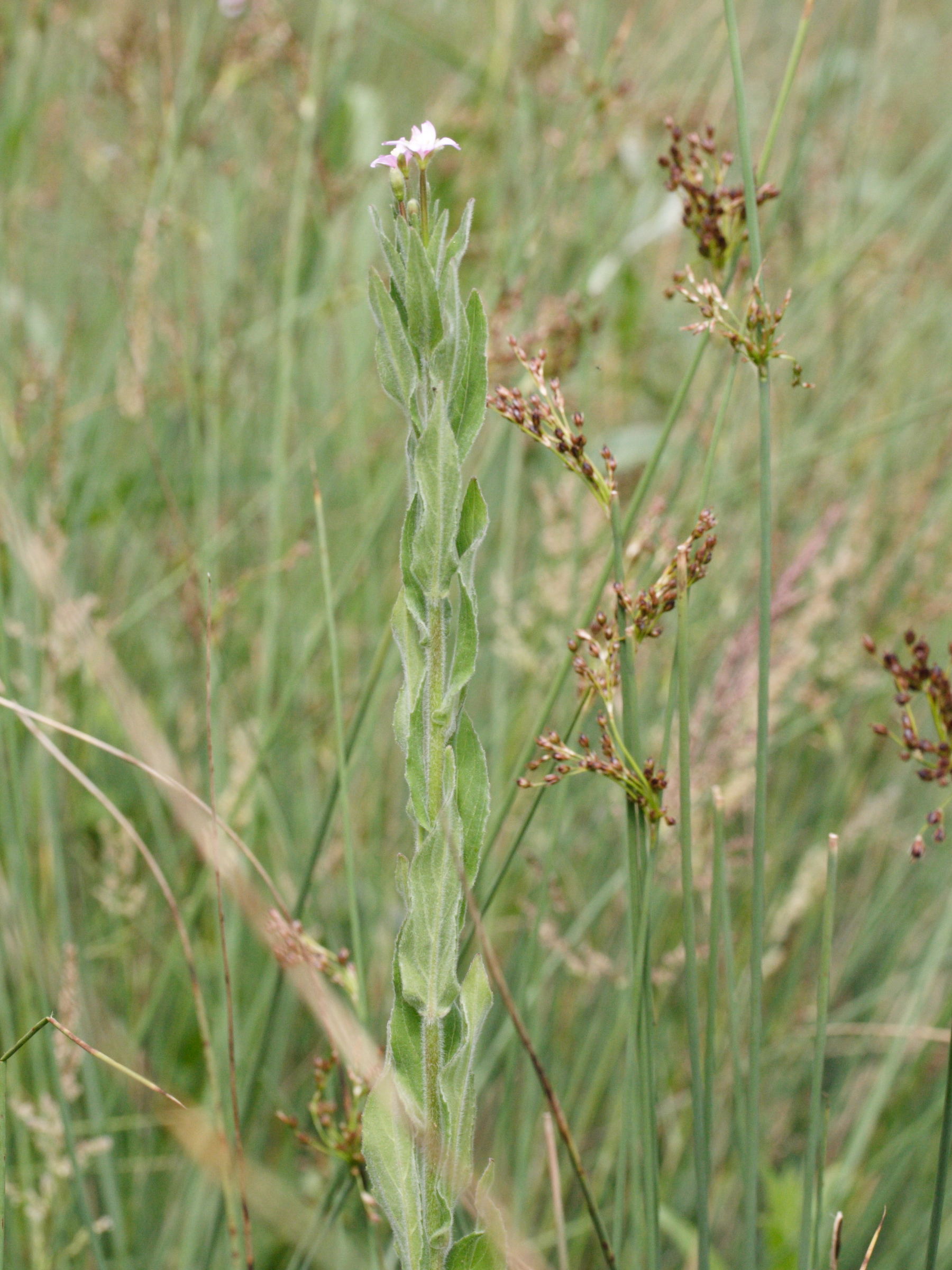 Afficher le média epilobium_parviflorum3md epilobium_parviflorum3md