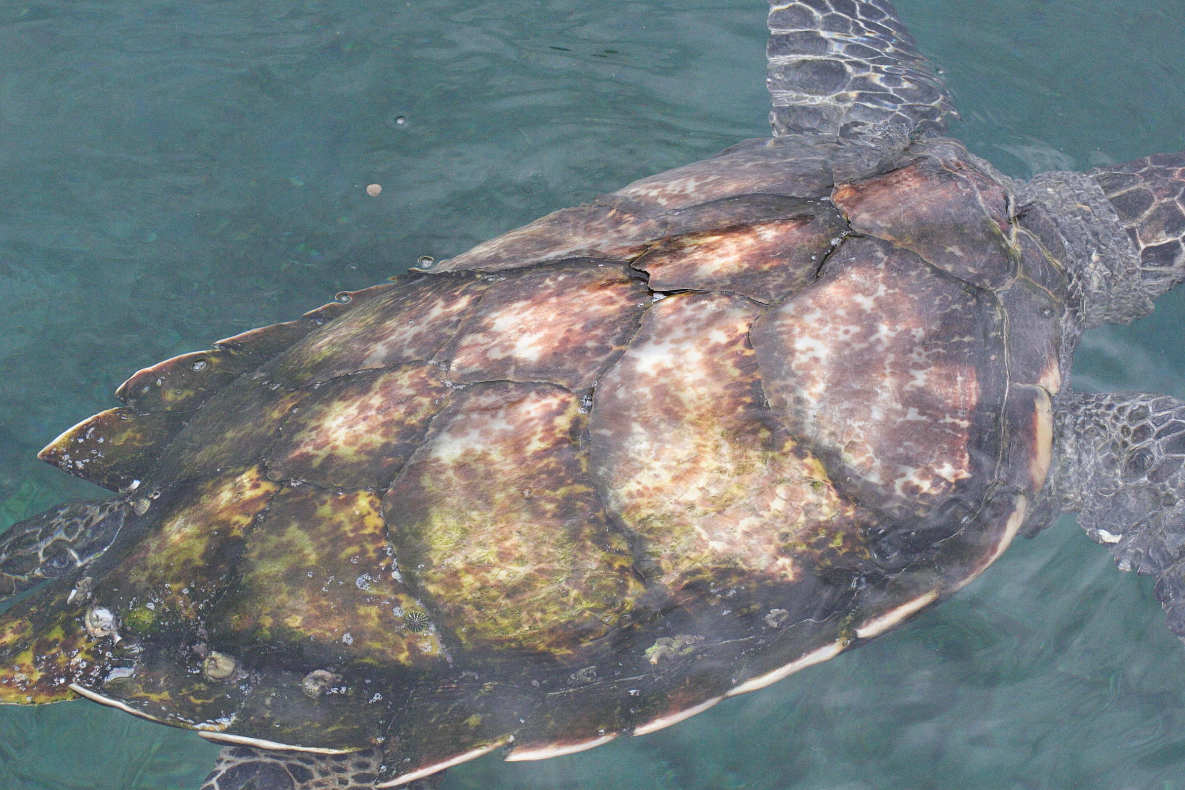 eretmochelys_imbricata2md