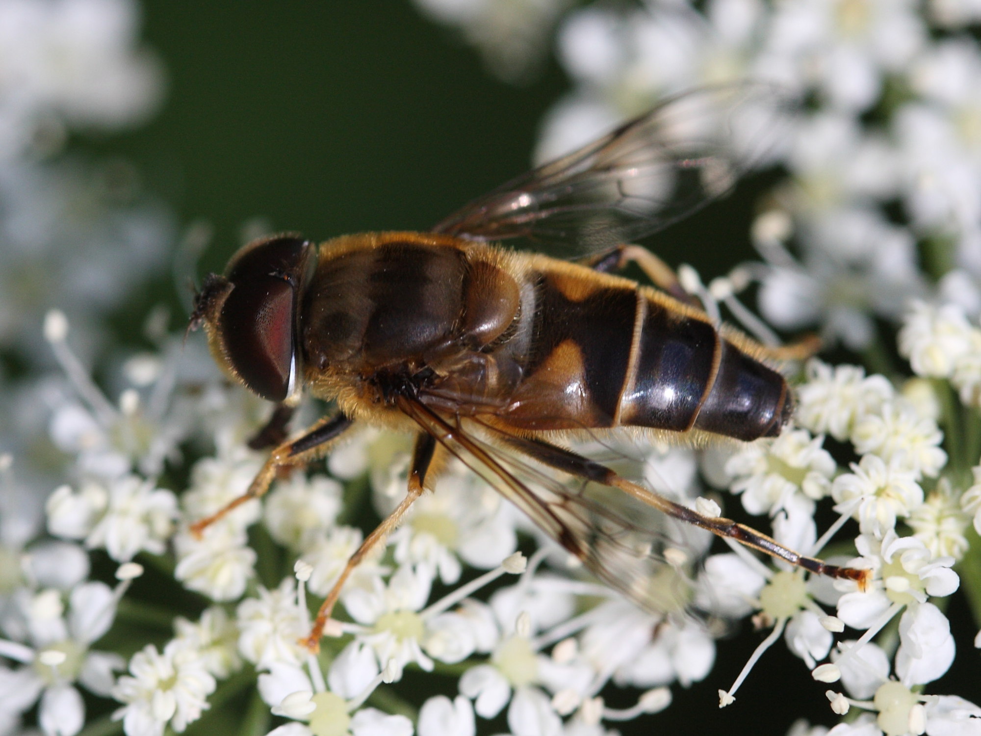 eristalis_pertinax2sd