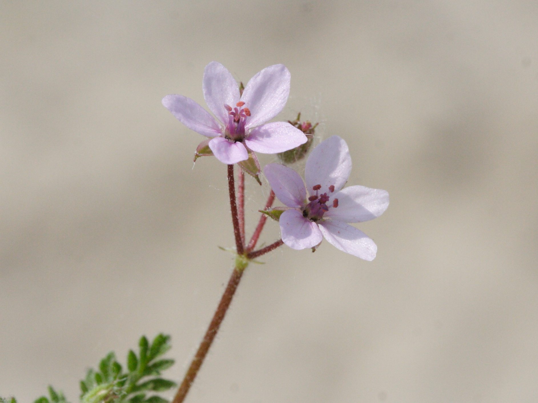 erodium_lebelii5md
