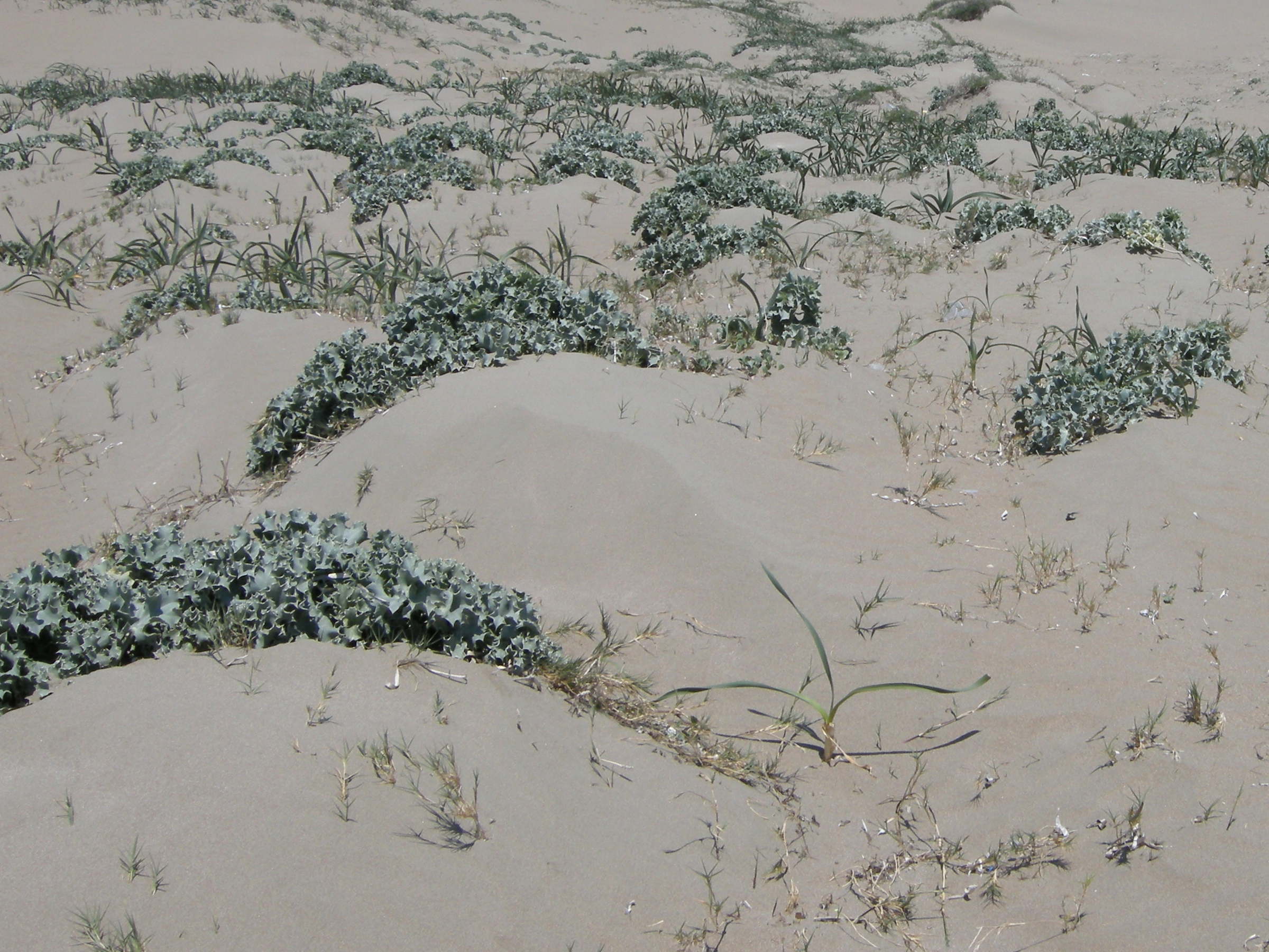 eryngium_maritimum1md