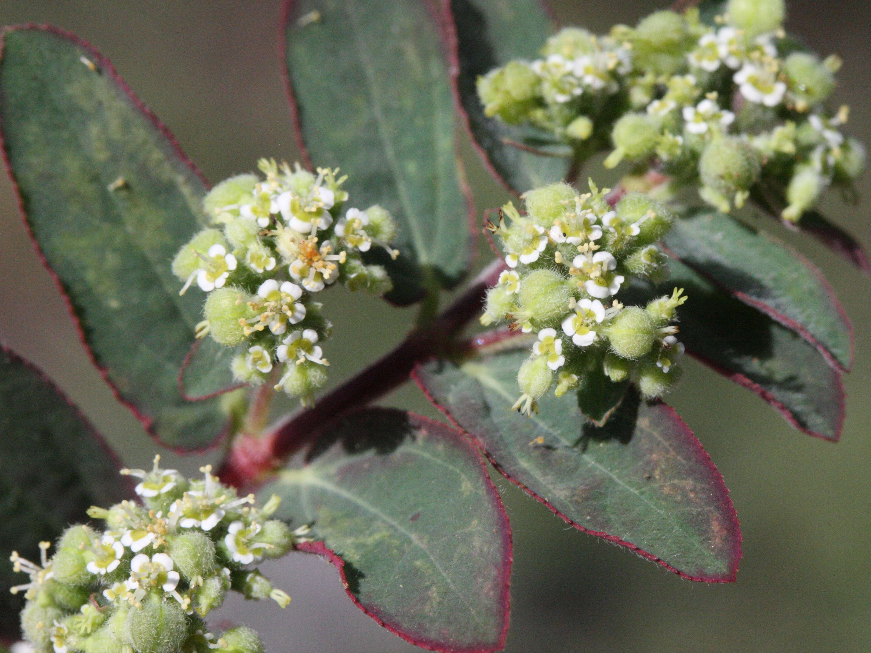 Afficher le média euphorbia_hirta6md euphorbia_hirta6md