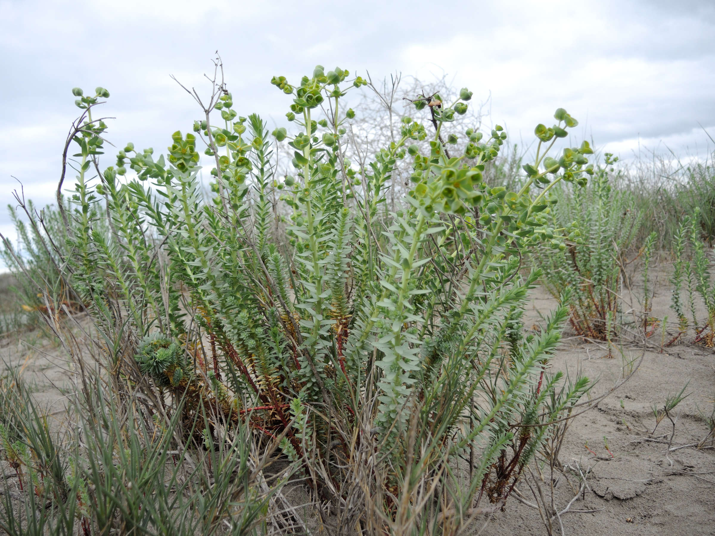 Afficher le média euphorbia_paralias5md euphorbia_paralias5md