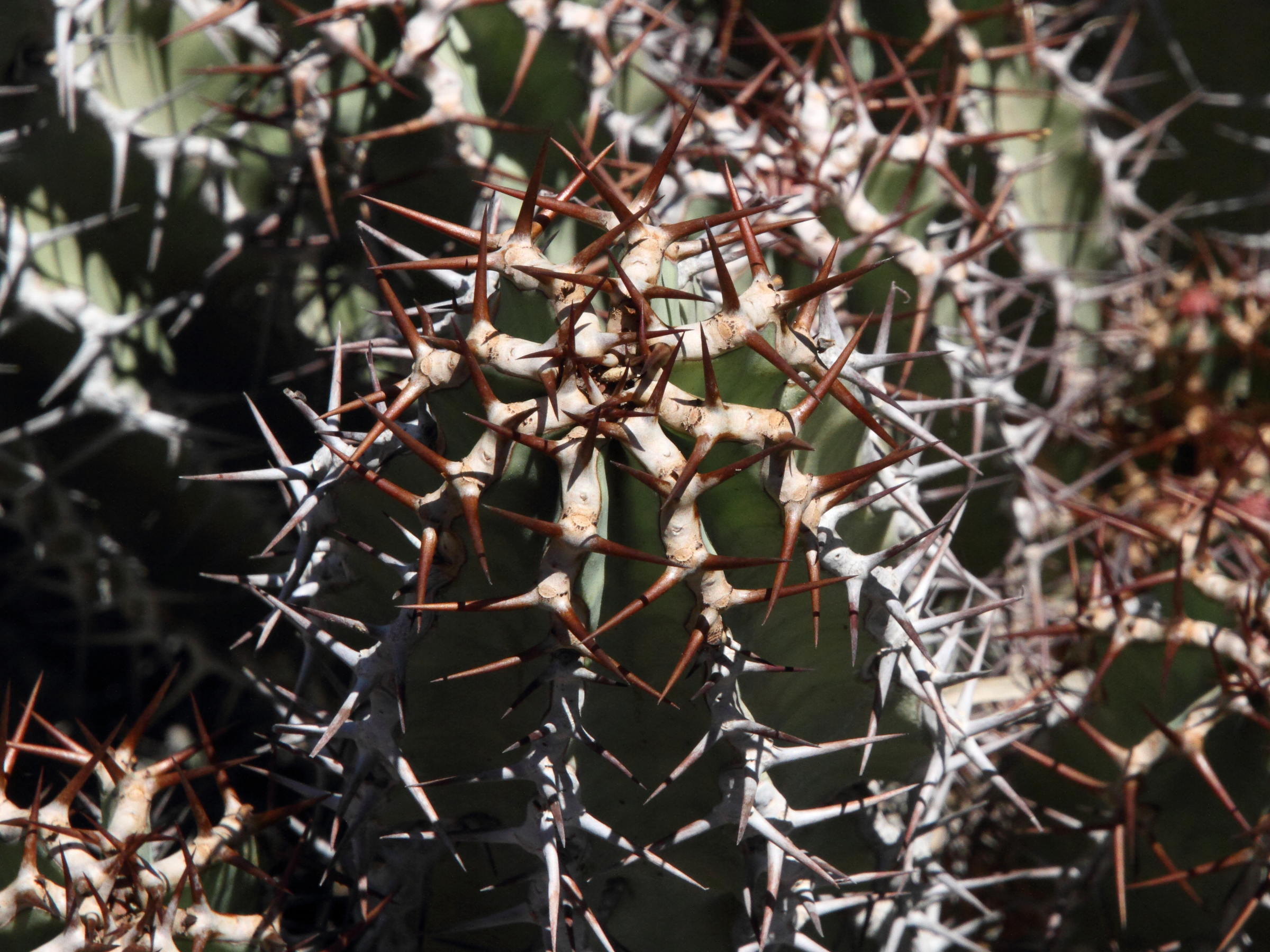 Afficher le média euphorbia_polyacantha3md euphorbia_polyacantha3md