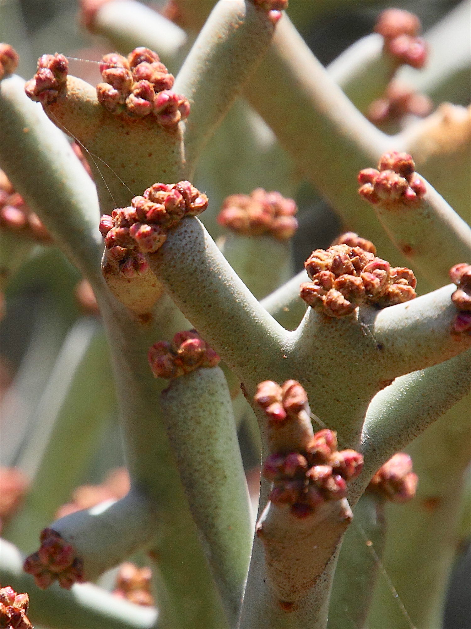 Afficher le média euphorbia_stenoclada3md euphorbia_stenoclada3md