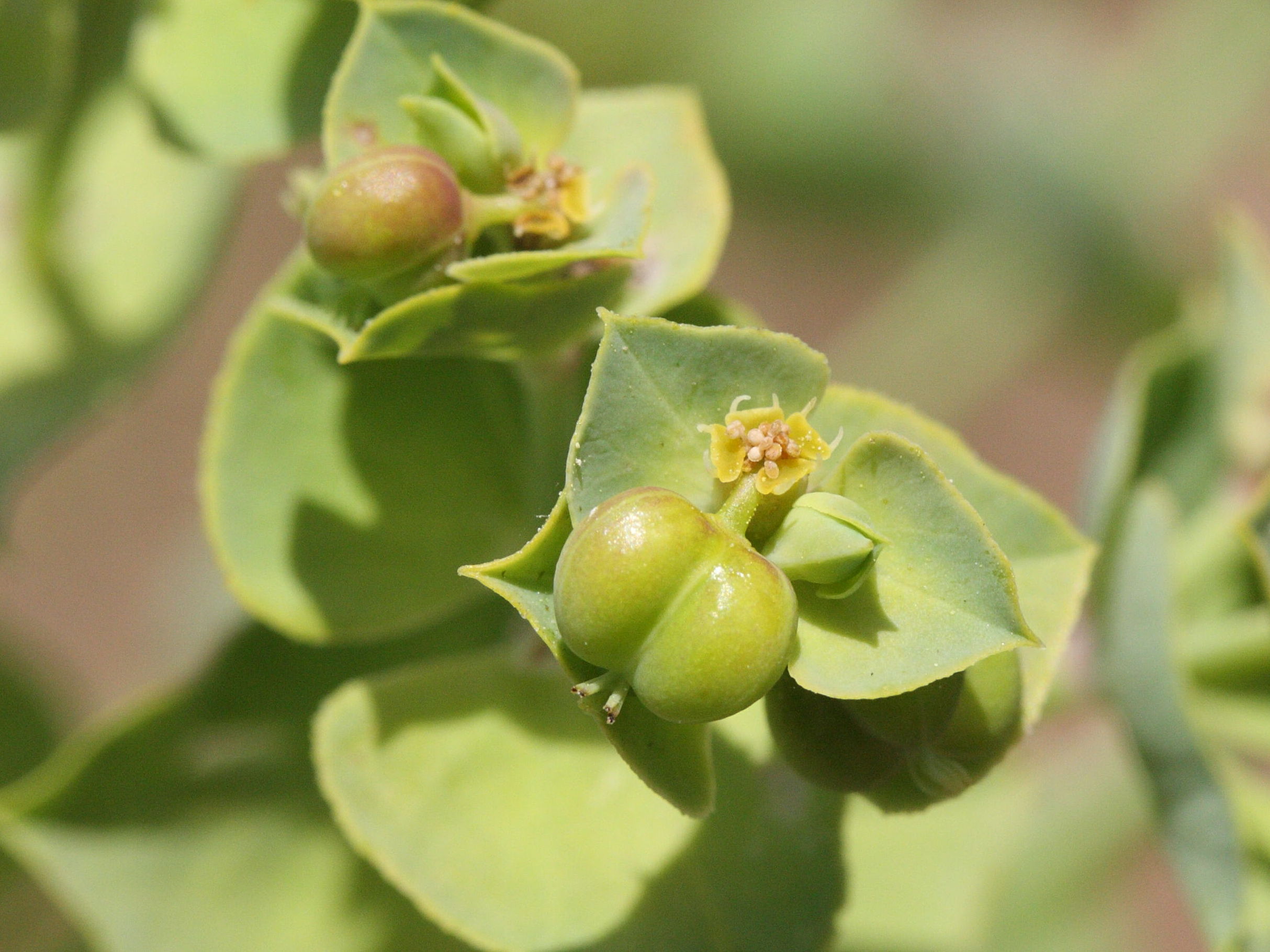 euphorbia_terracina1md