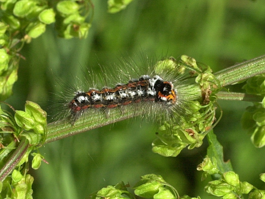 euproctis_similis_ch3md