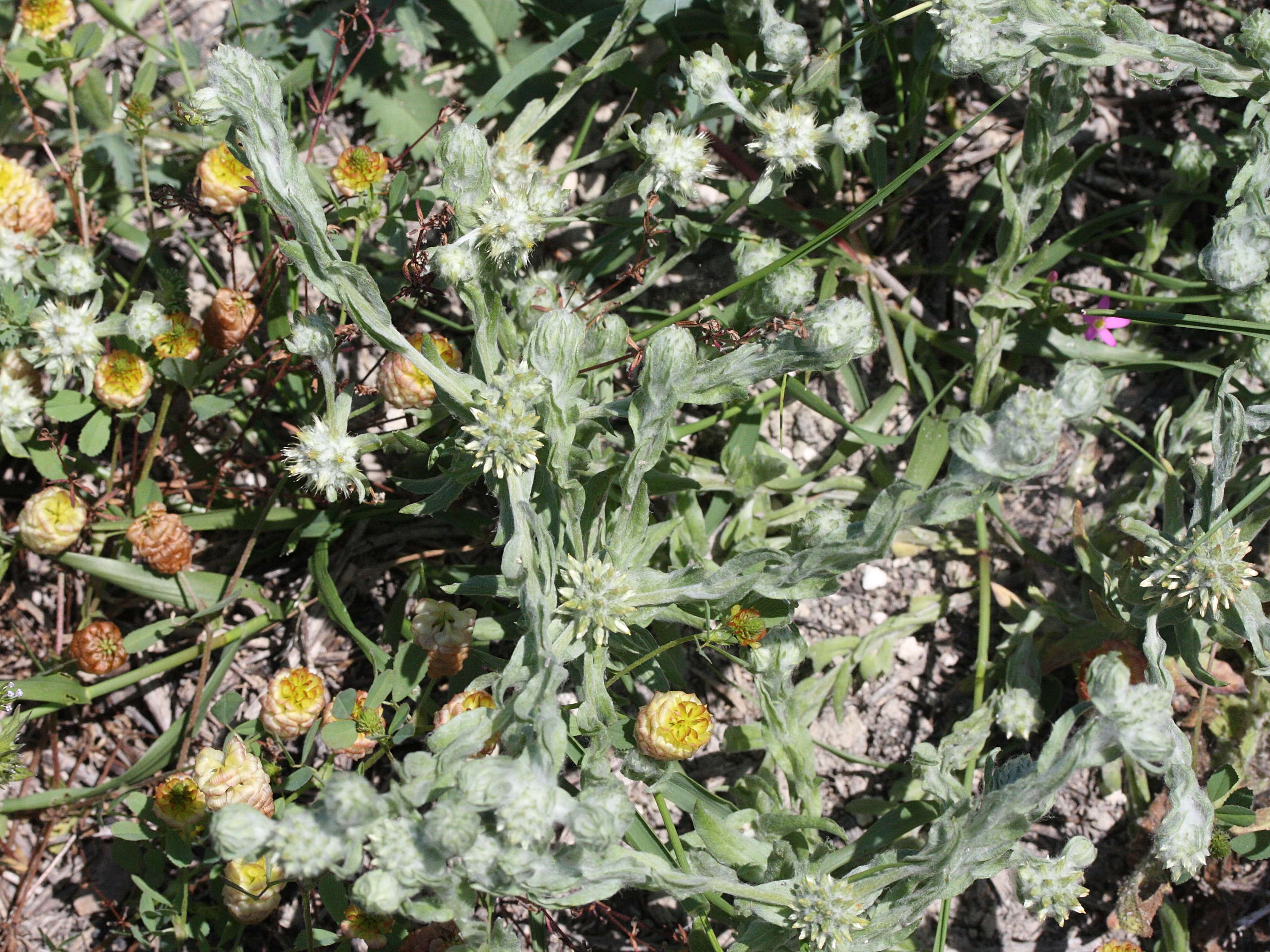 filago_eriocephala1md