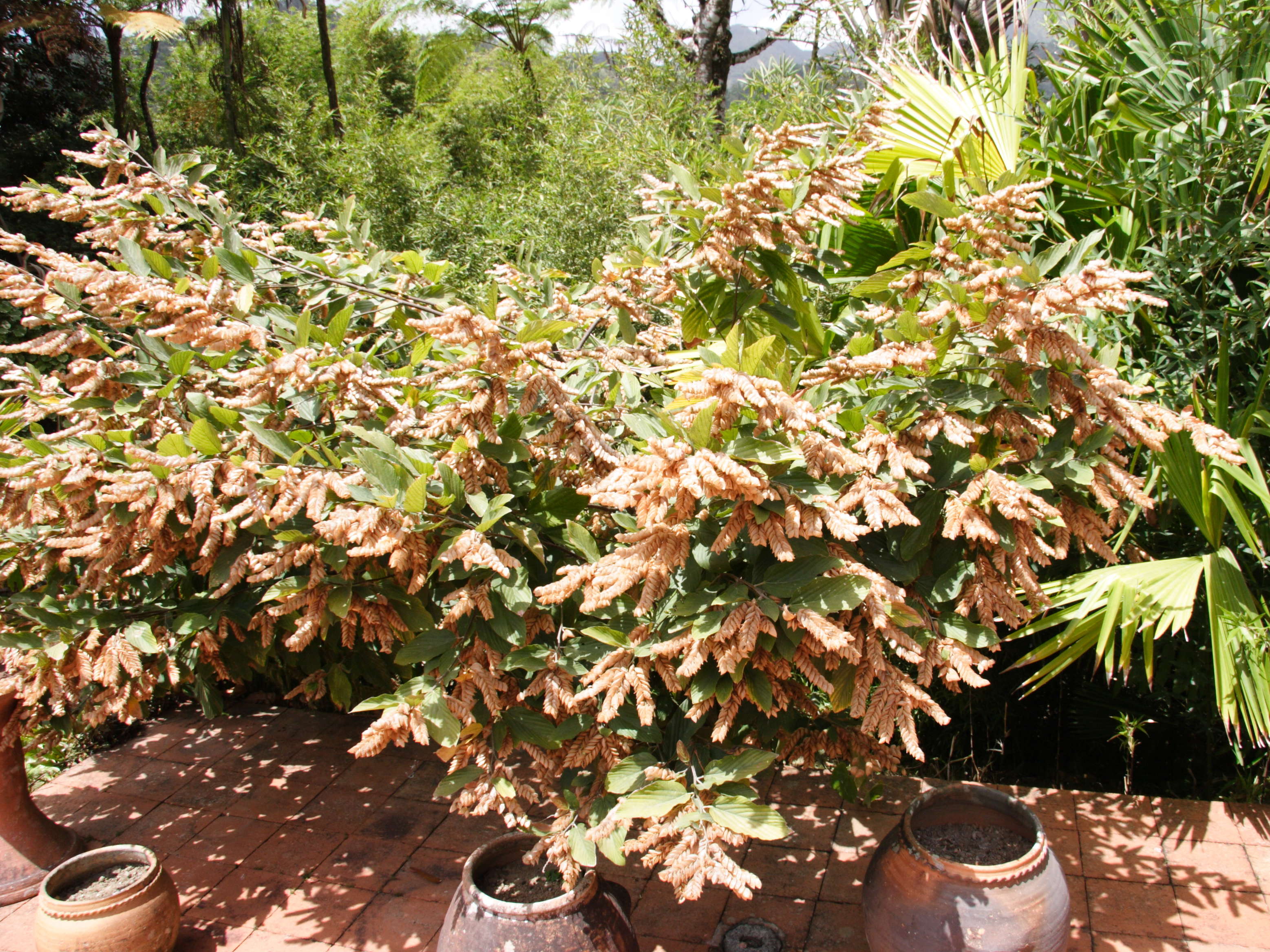 Afficher le média flemingia_strobilifera2md flemingia_strobilifera2md