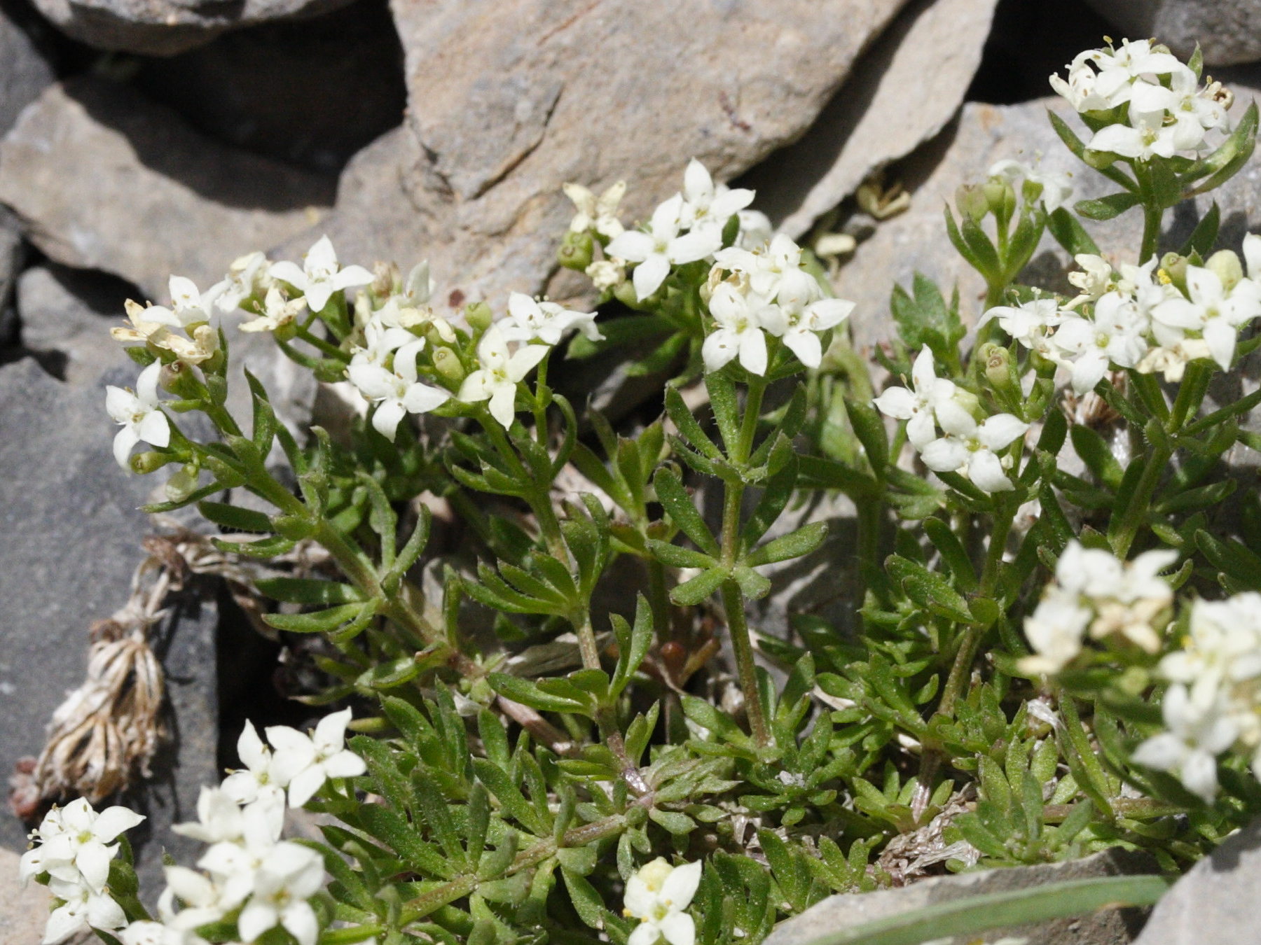 Afficher le média galium_pseudohelveticum3md galium_pseudohelveticum3md