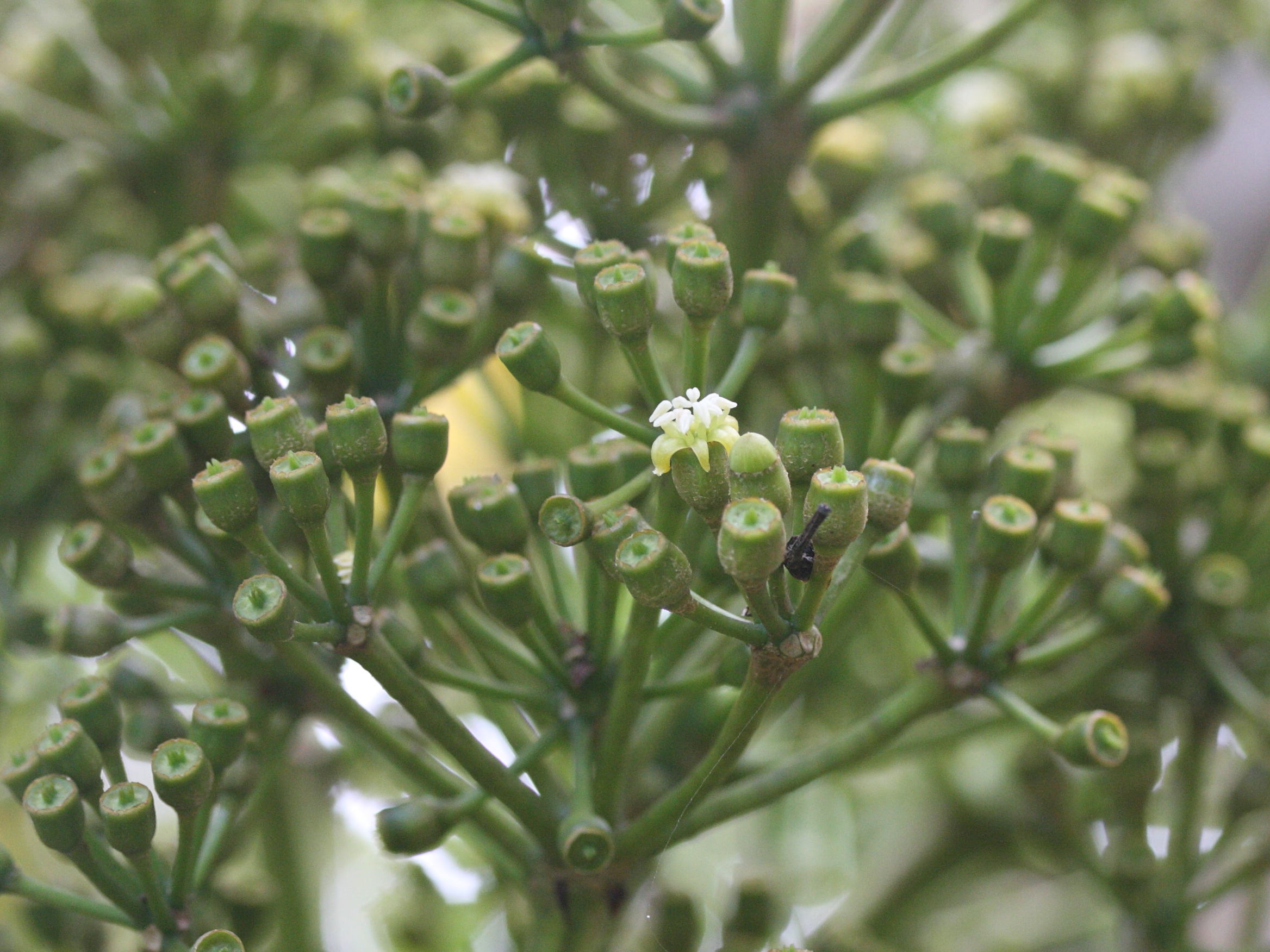 gastonia_cutispongia4amd