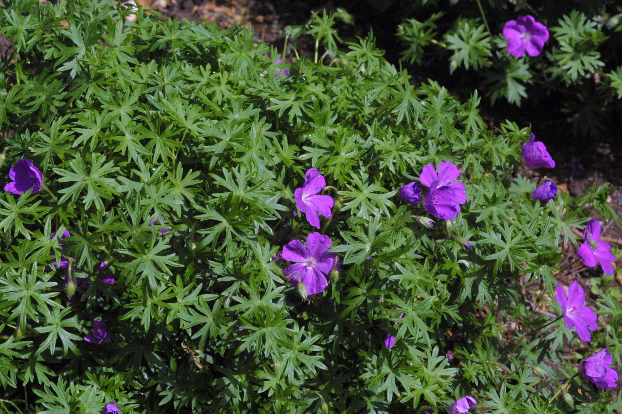 geranium_sanguineum1md