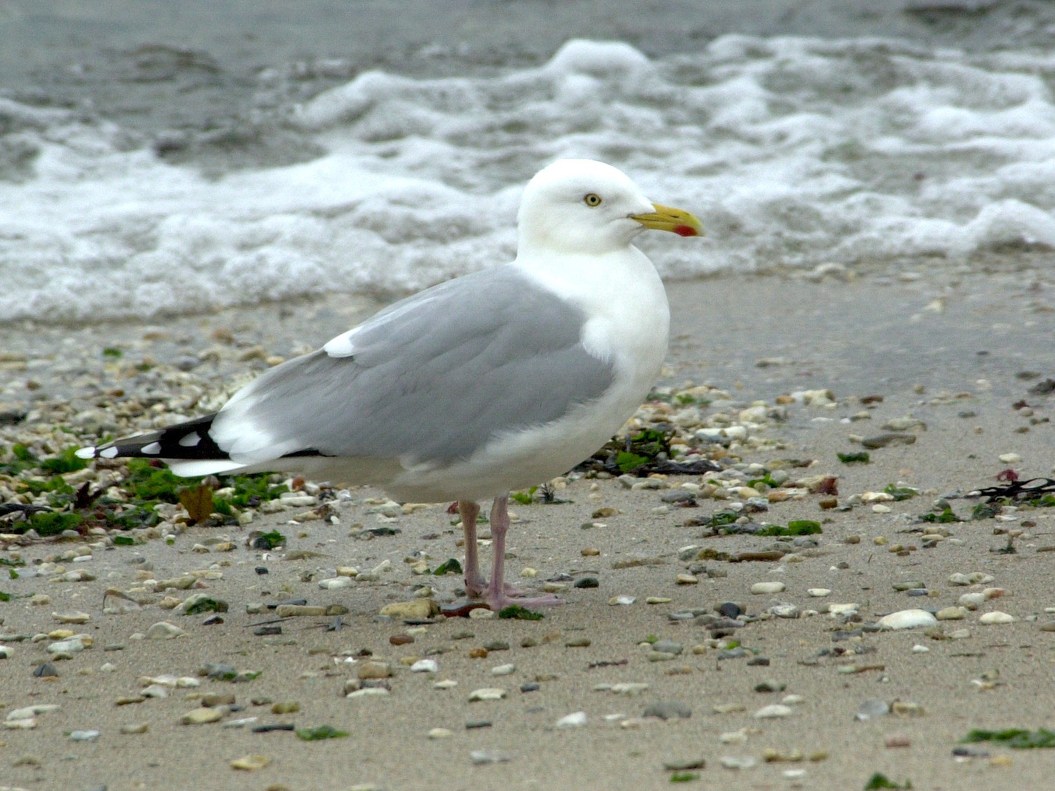 goeland_argente_-_larus_argentatus2md