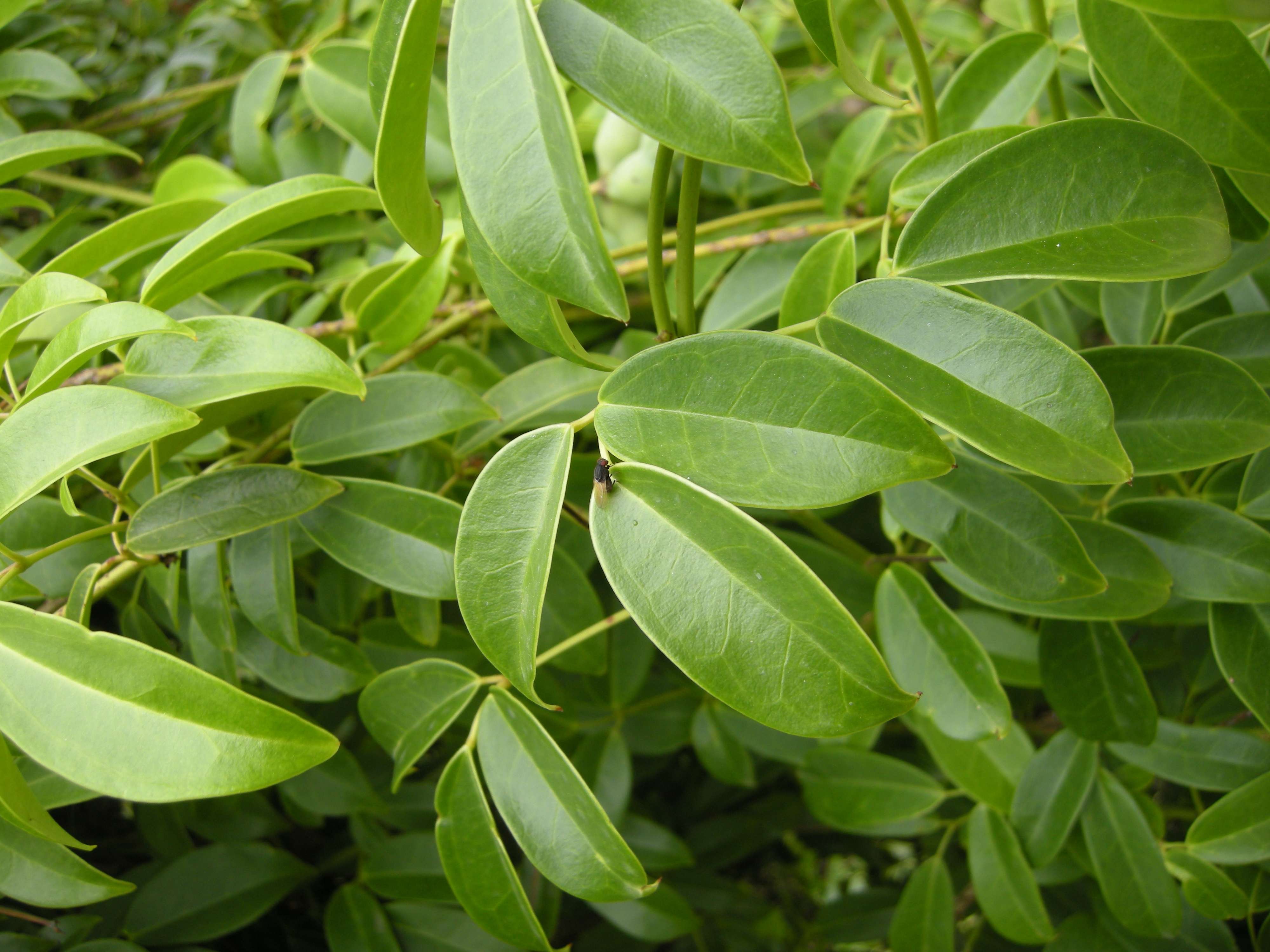 holboellia_coriacea2bd