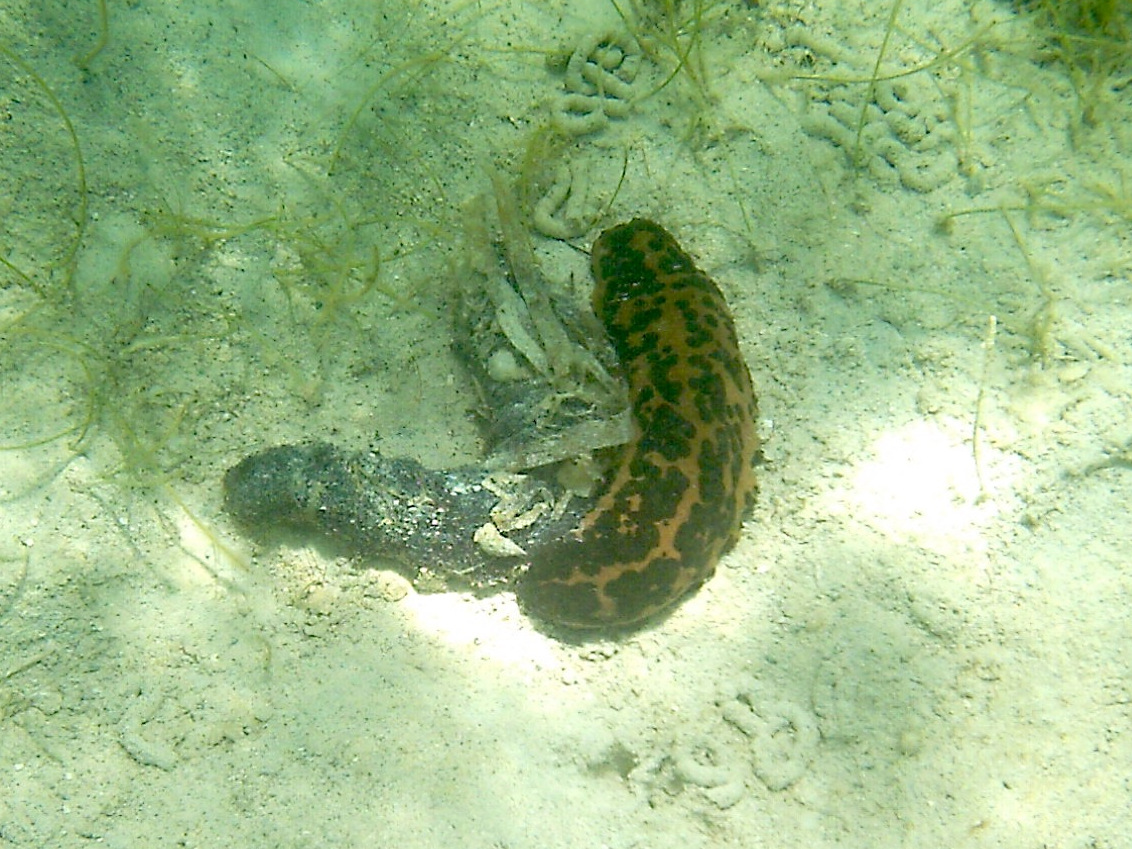 isostichopus_badionotus2bd