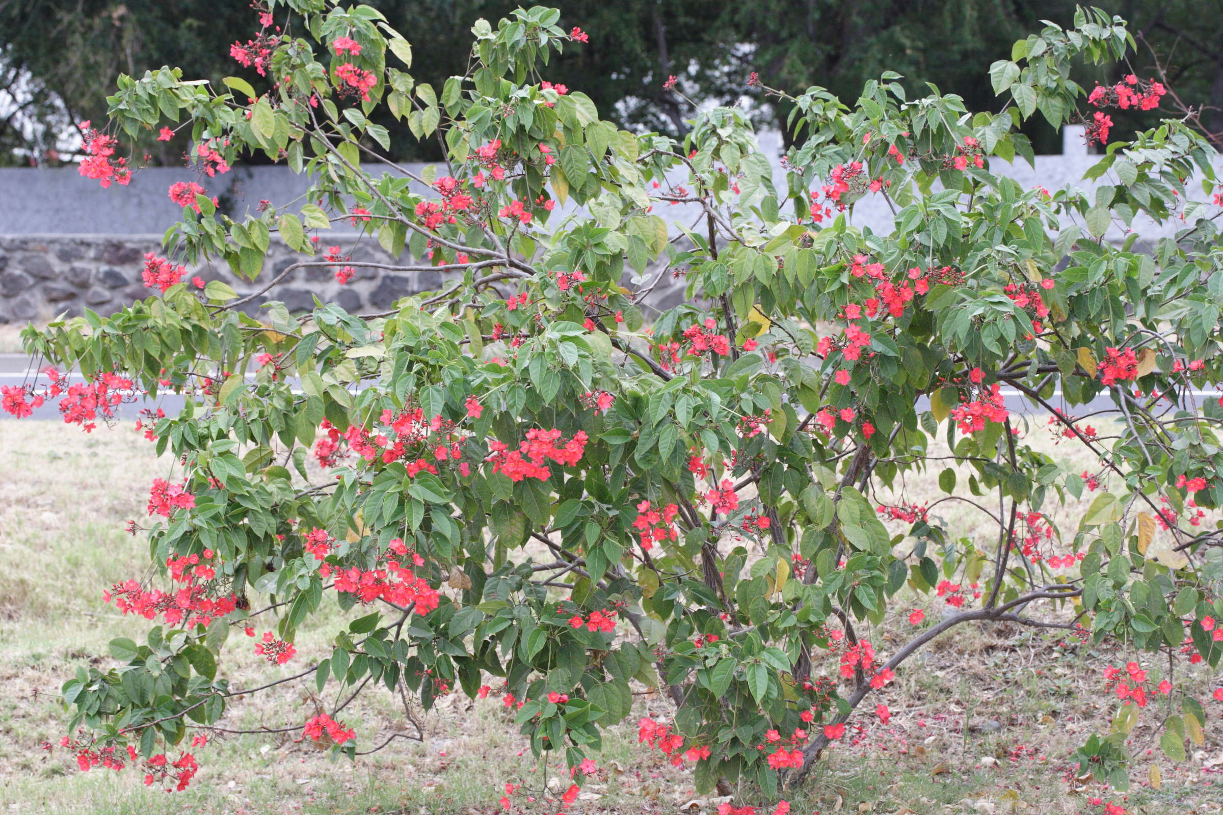 jatropha_integerrima5md