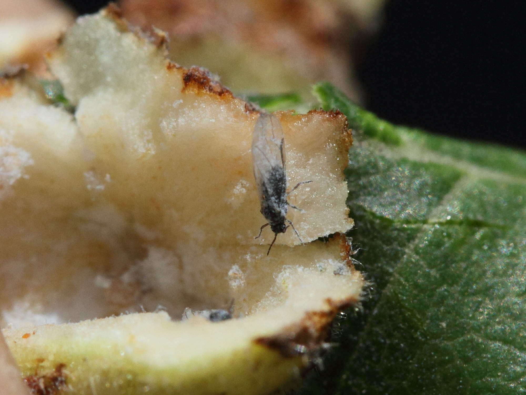 kaltenbachiella_pallida1md