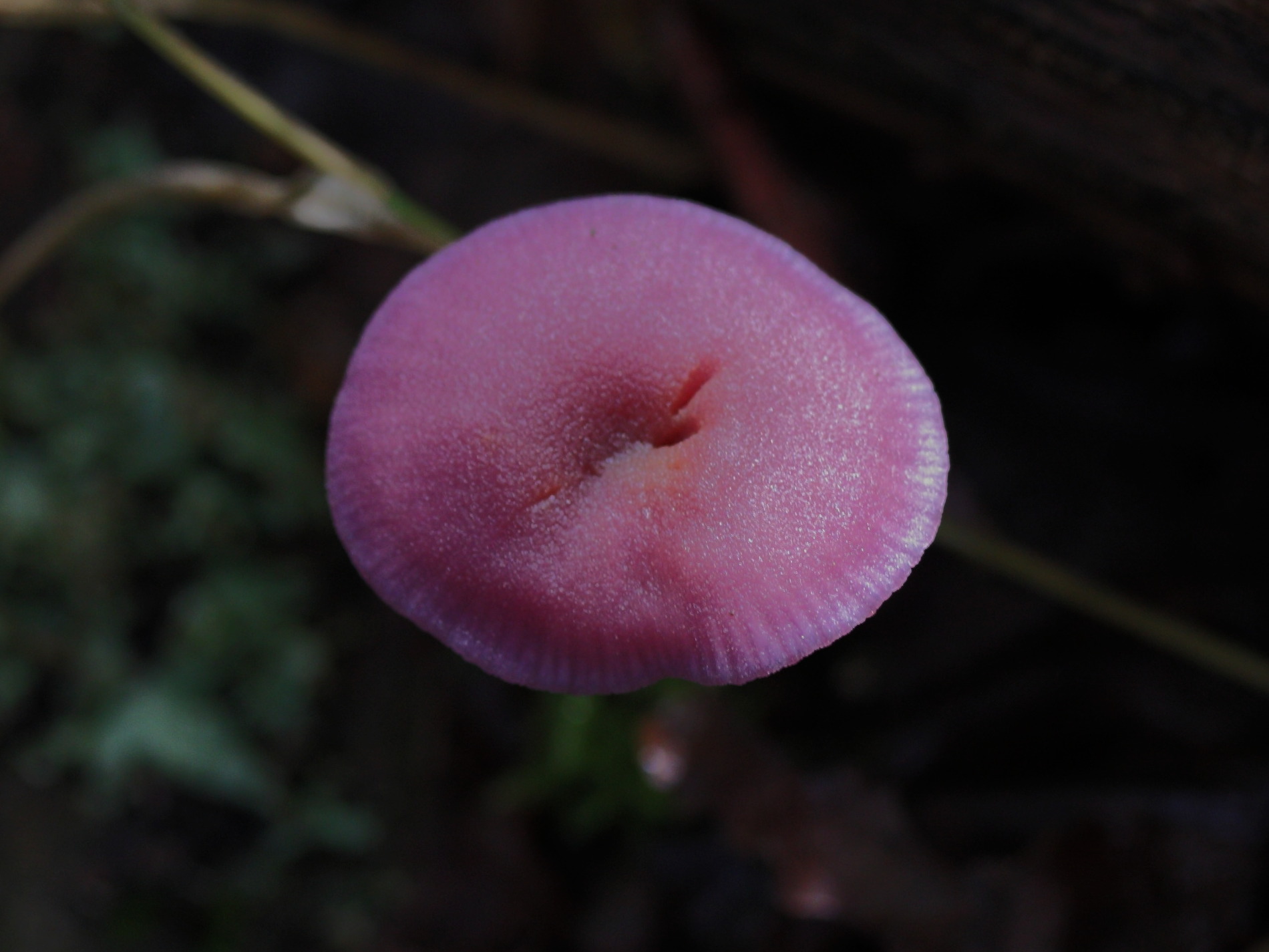 Afficher le média laccaria_amethystina1md laccaria_amethystina1md