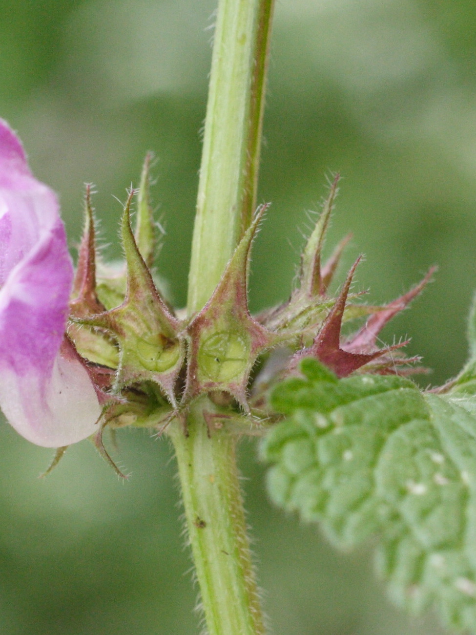 lamium_maculatum3md